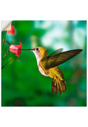 Artland Wandbild »Kolibri«, Vögel, (1 St.), in vielen Grössen & Produktarten - Alubild... kaufen