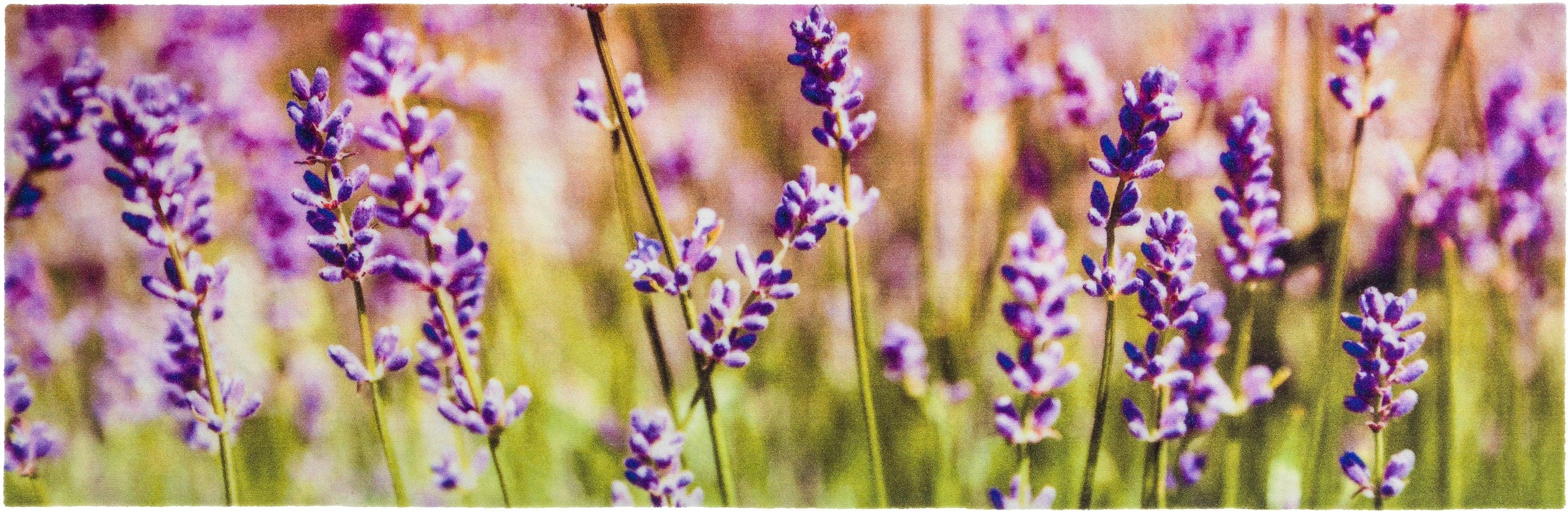 Image of ASTRA Läufer »Miabella«, rechteckig, 7 mm Höhe bei Ackermann Versand Schweiz