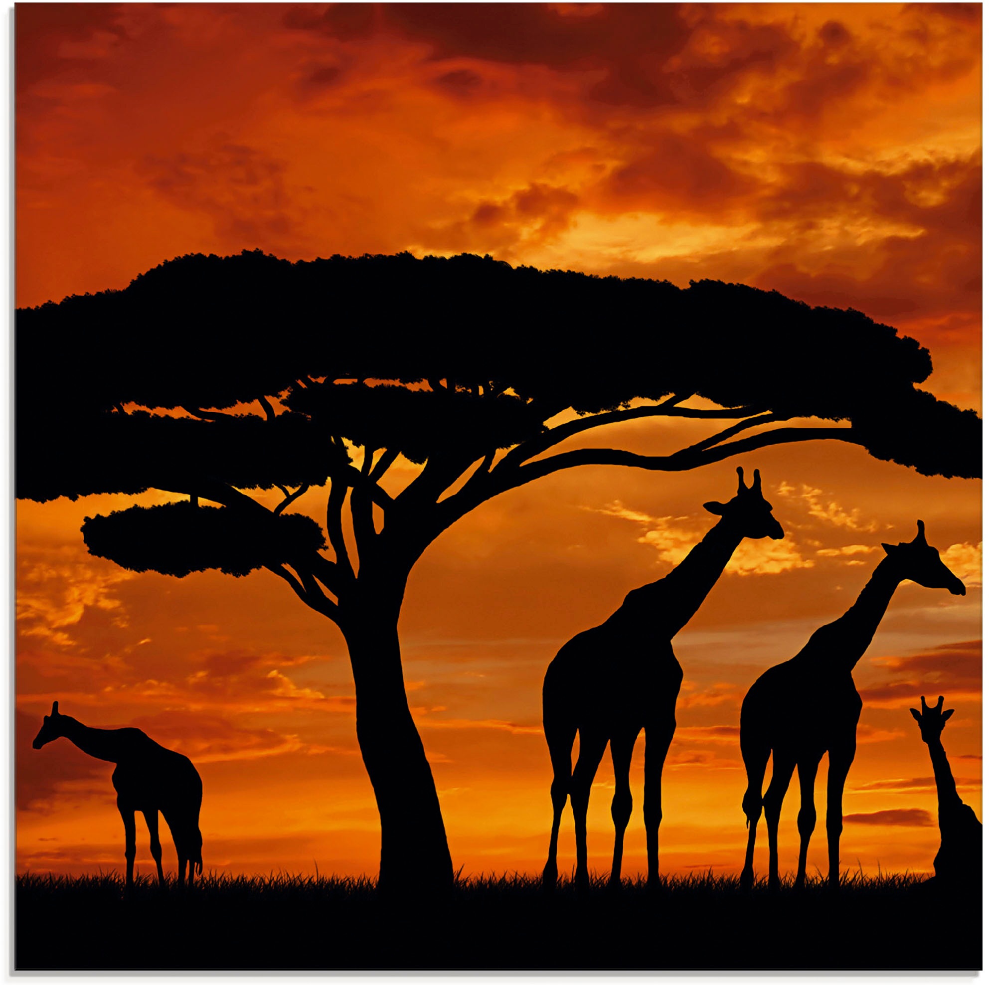 Image of Artland Glasbild »Herde von Giraffen im Sonnenuntergang«, Wildtiere, (1 St.) bei Ackermann Versand Schweiz
