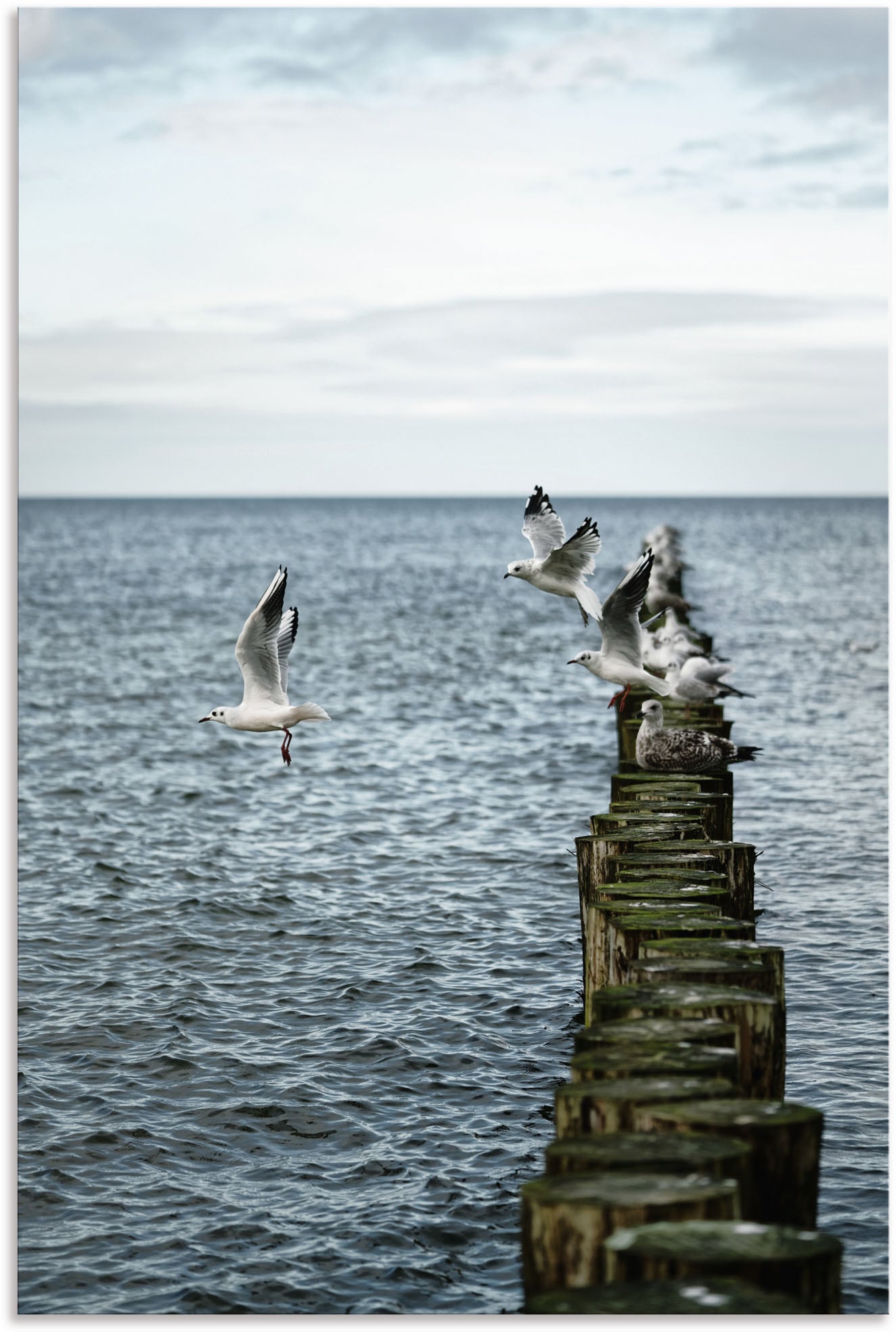 Image of Artland Alu-Dibond-Druck "Möwen starten von einer Buhnenreihe" Vogelbilder 1 Stk. tlg. für Innen- und Aussenbereich geeignet, Outdoorbild