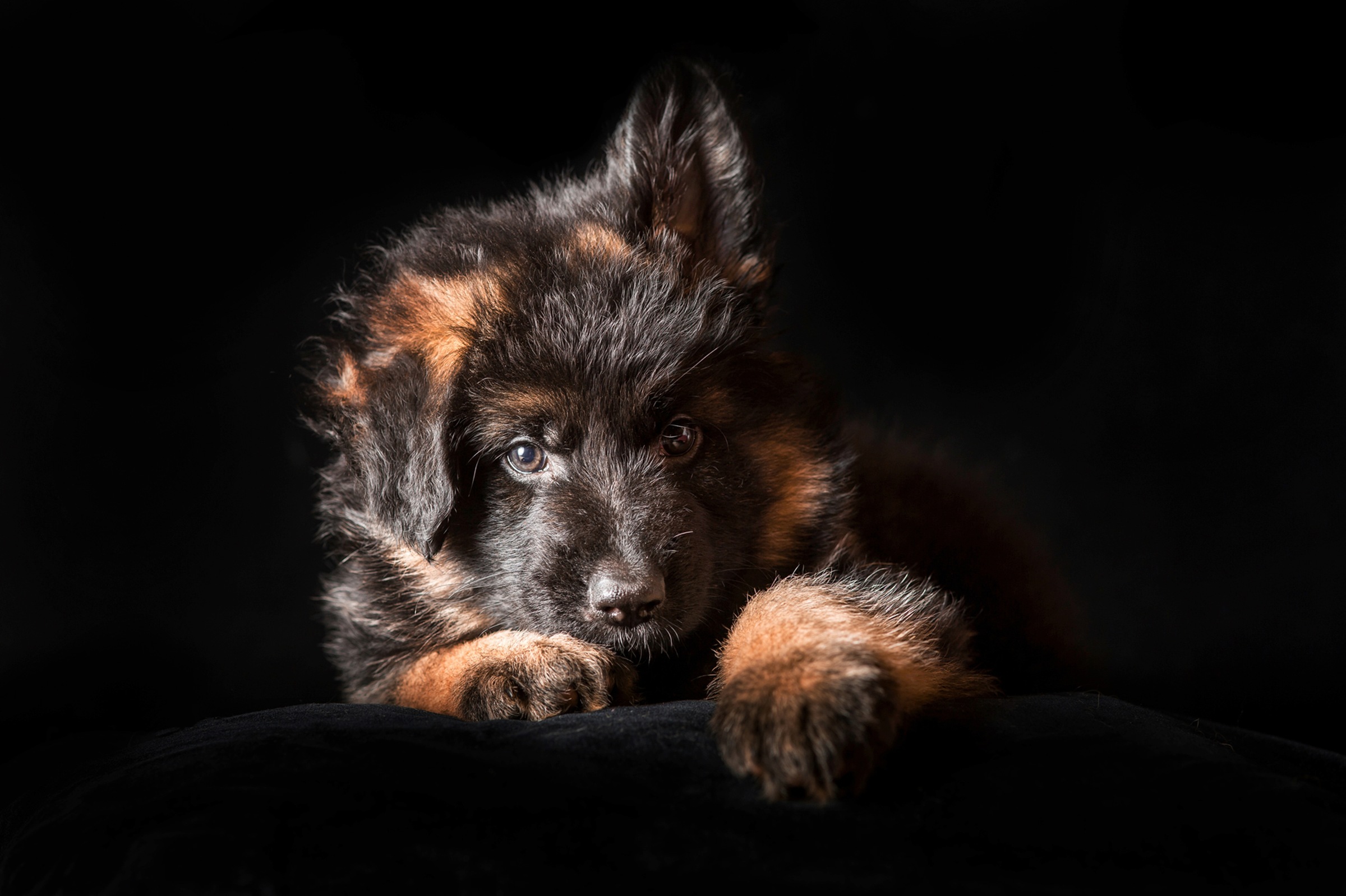 Image of Papermoon Fototapete »SCHÄFER-HUND TIER WELPE PORTRÄT LANGHAARIG STUDIO«, Vliestapete, hochwertiger Digitaldruck, inklusive Kleister bei Ackermann Versand Schweiz