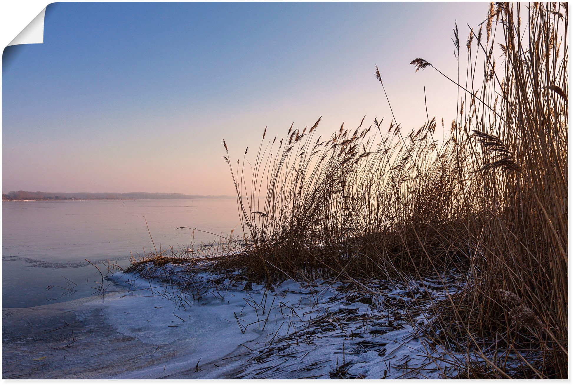Image of Artland Wandbild »Schilf am Ufer des Salzhaff bei Rerik«, Gräser, (1 St.), in vielen Grössen & Produktarten - Alubild / Outdoorbild für den Aussenbereich, Leinwandbild, Poster, Wandaufkleber / Wandtattoo auch für Badezimmer geeignet bei Ackermann Versand 