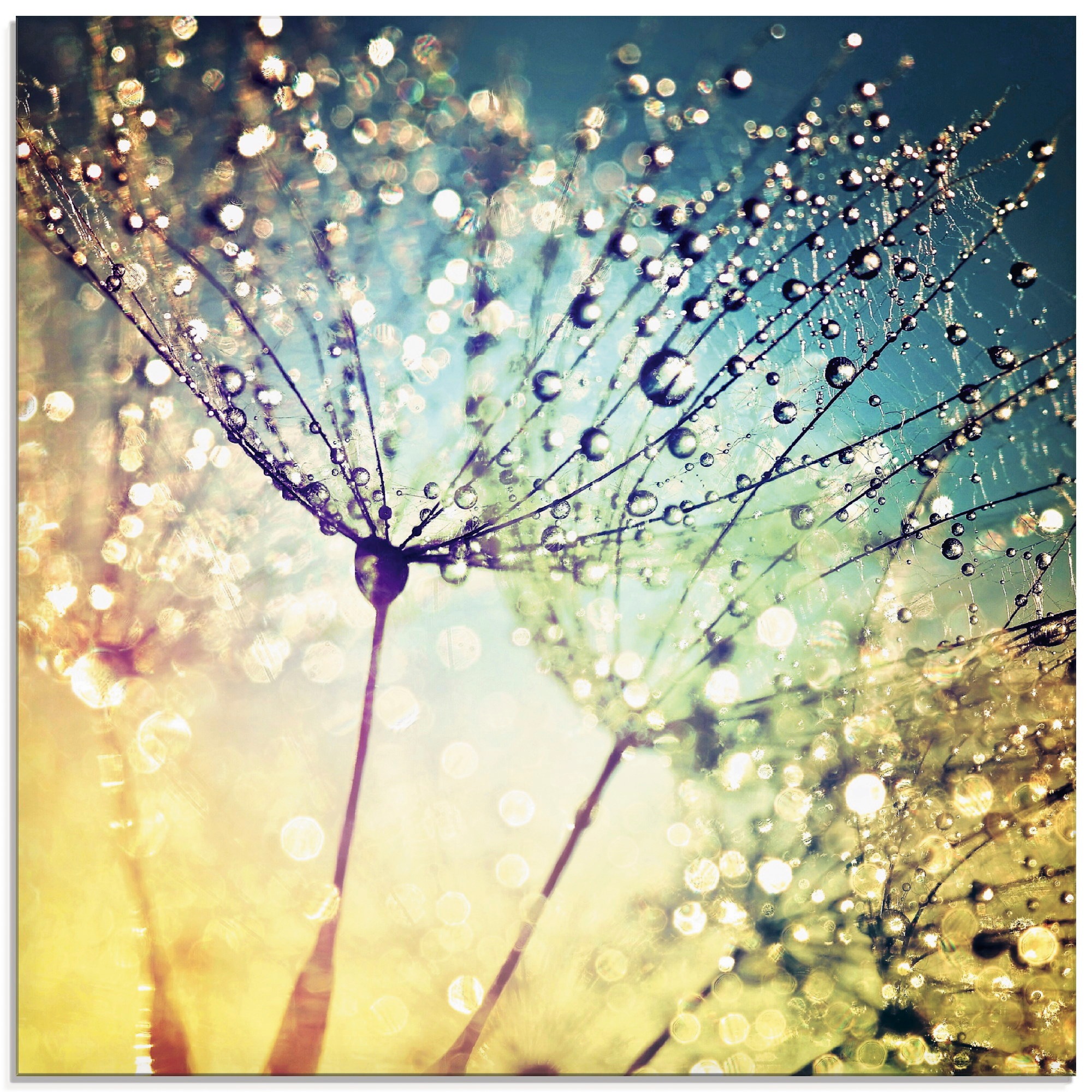 Image of Artland Glasbild »Pusteblume Zaubertropfen«, Blumen, (1 St.) bei Ackermann Versand Schweiz