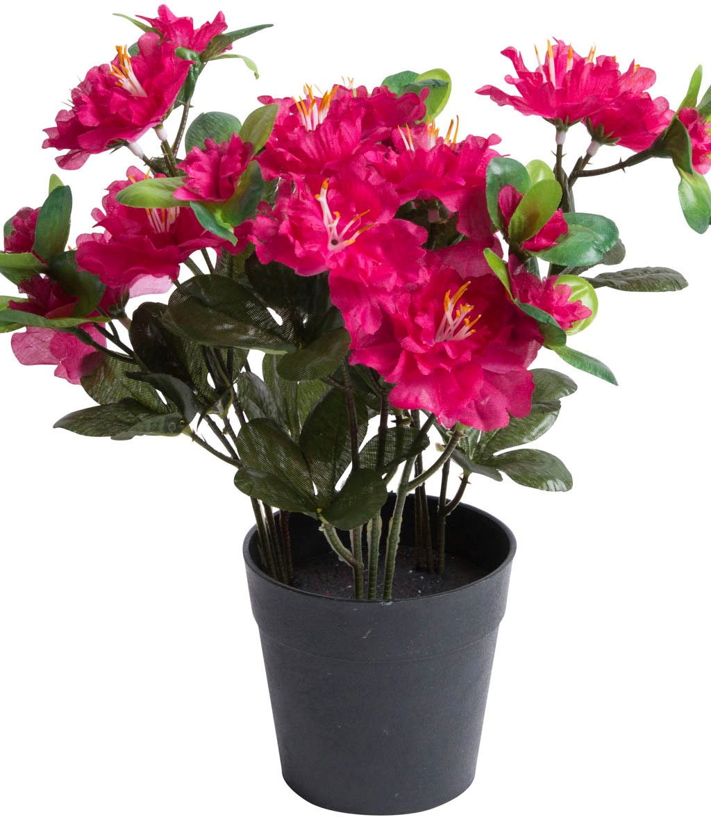 Image of Botanic-Haus Kunstblume »Azalee im Topf«, (1 St.) bei Ackermann Versand Schweiz