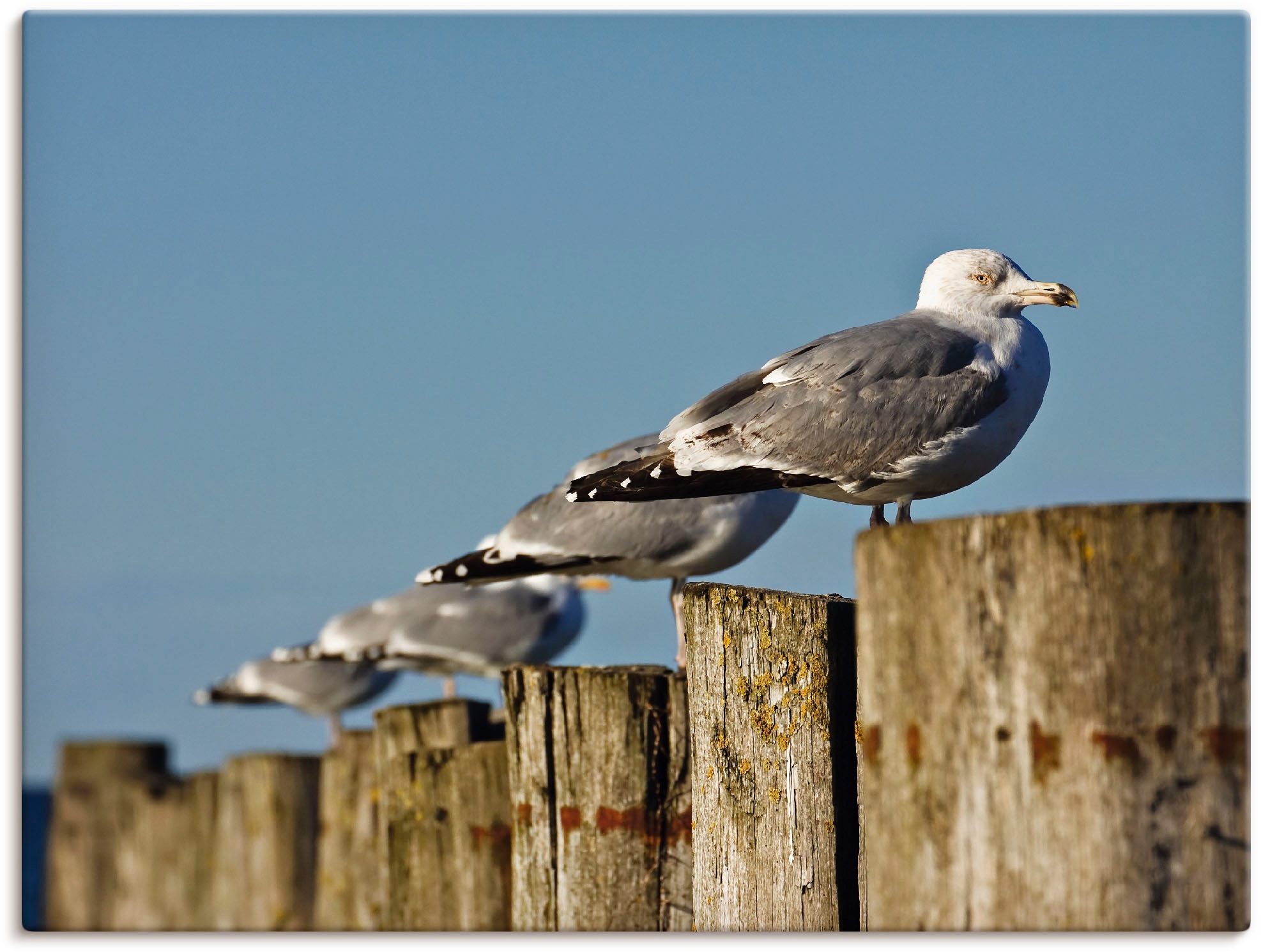 Image of Artland Wandbild »Buhne mit Möwen an der Ostseeküste«, Vögel, (1 St.), in vielen Grössen & Produktarten -Leinwandbild, Poster, Wandaufkleber / Wandtattoo auch für Badezimmer geeignet bei Ackermann Versand Schweiz