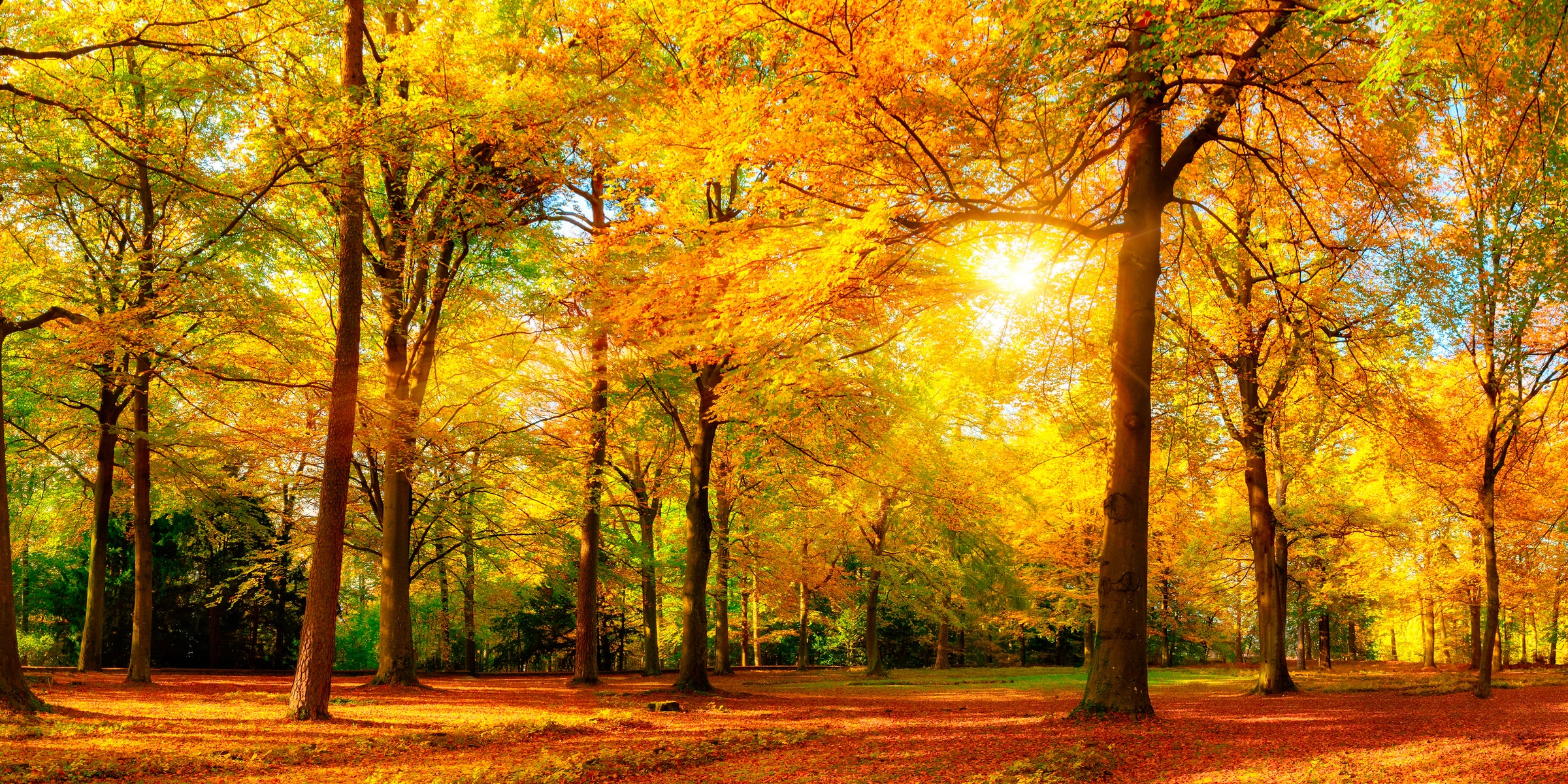 Image of Home affaire Deco-Panel »Sonniger Wald«, hochwertiger Kunstdruck bei Ackermann Versand Schweiz