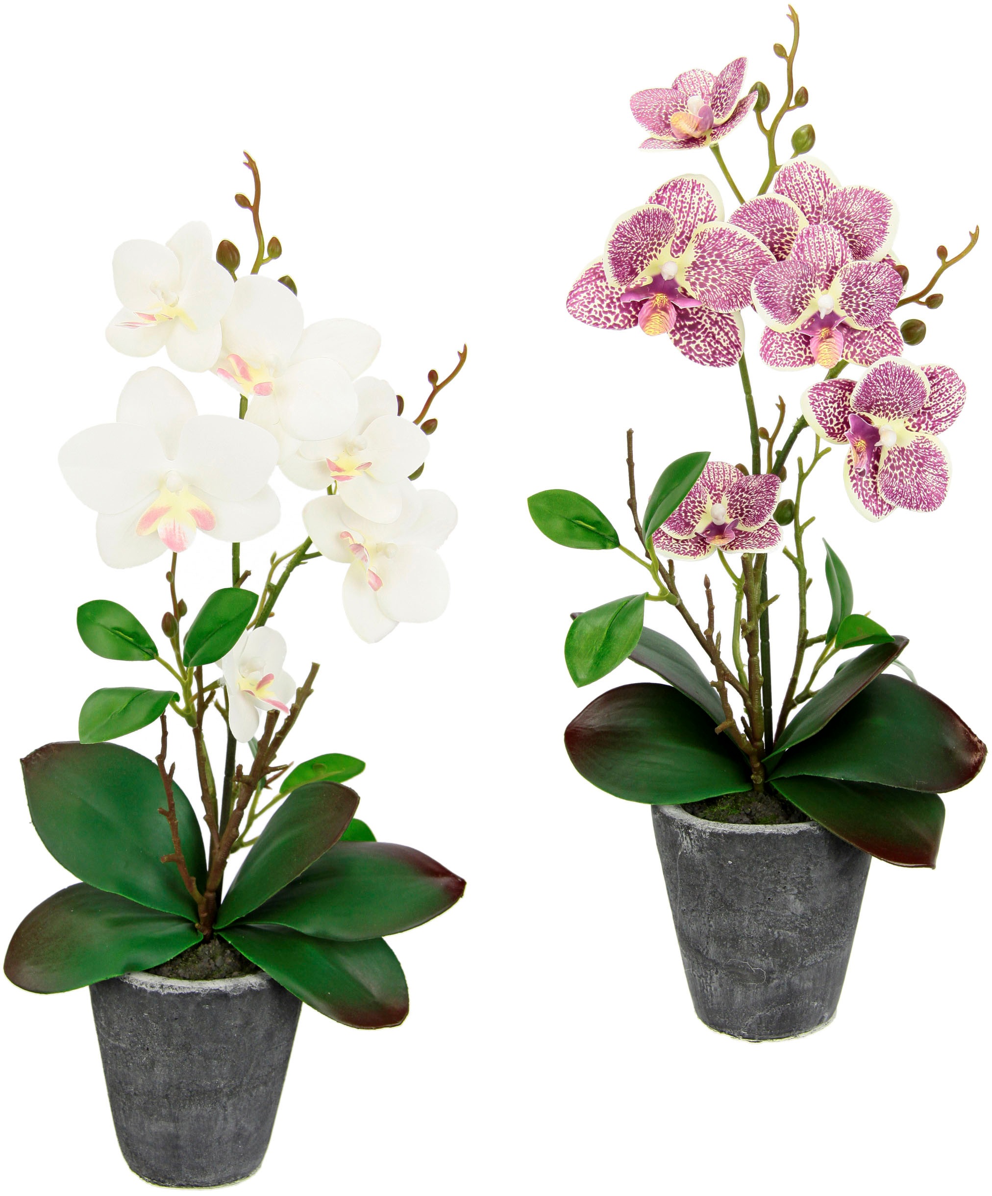 Image of I.GE.A. Kunstpflanze »Orchidee«, (2 St.), Mit Blättern und Luftwurzeln, im Topf aus Keramik, 2er Set bei Ackermann Versand Schweiz
