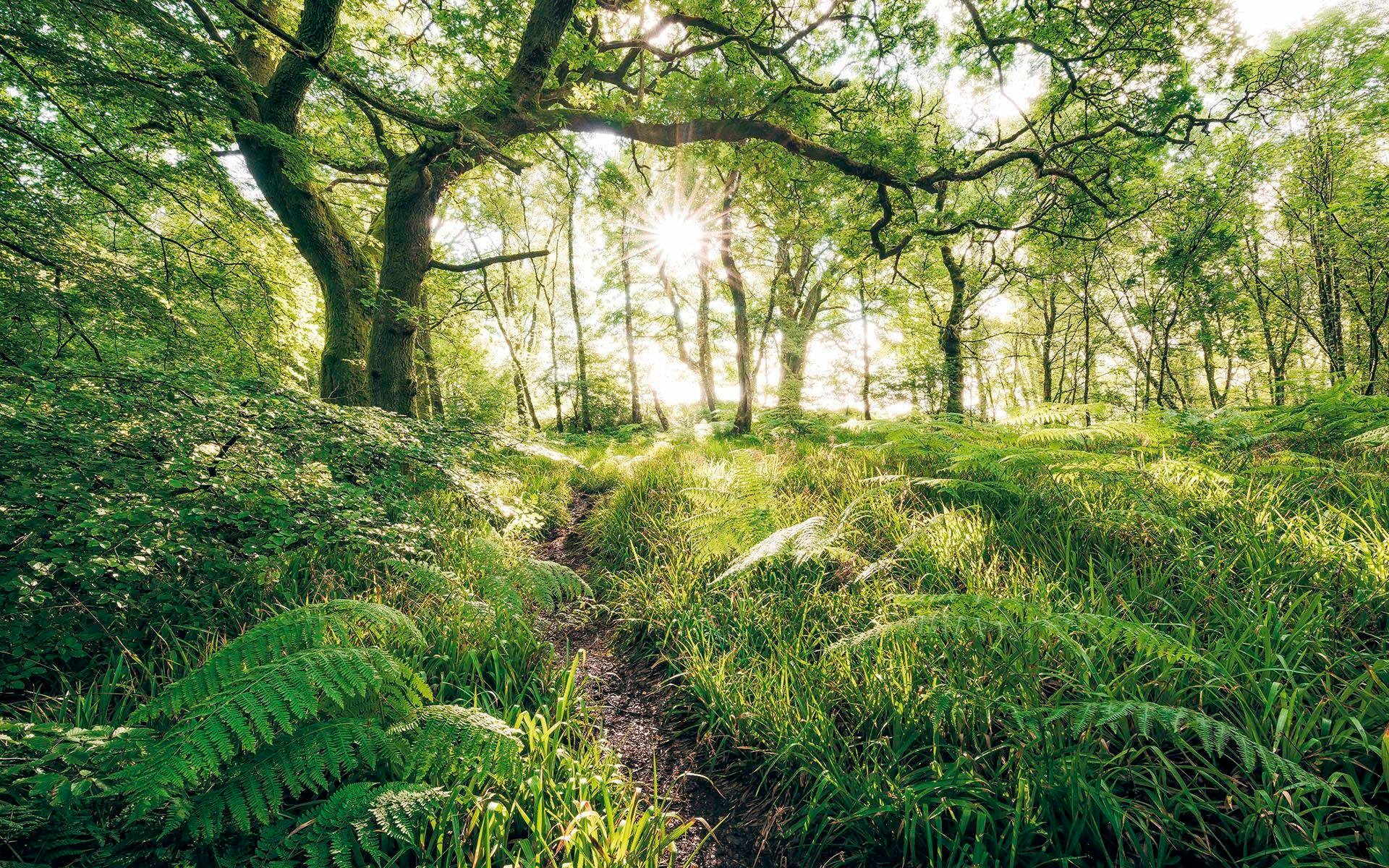 Image of Komar Vliestapete "Digitaldruck Vlies - Mystic Path - Grösse 400 x 250 cm" bedruckt glatt Wohnzimmer, Schlafzimmer