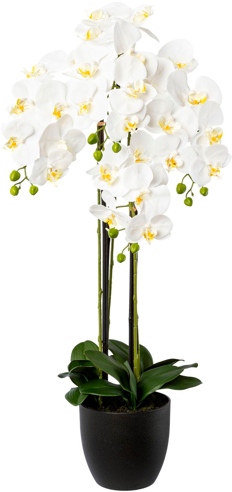 Creativ green Kunstorchidee »Phalaenopsis im Resintopf«, mit Real-Touch-Blüten