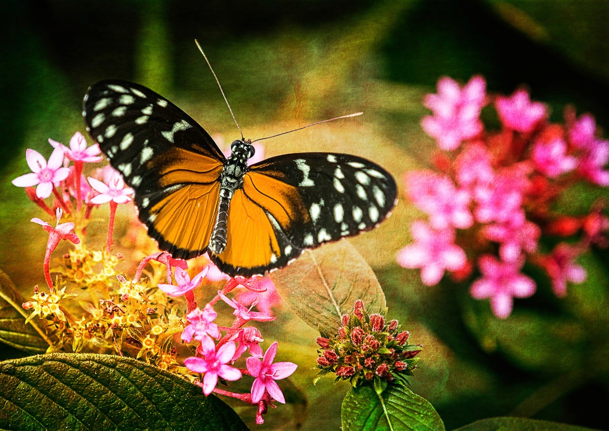 Image of Papermoon Fototapete »Central Park New York«, Vliestapete, hochwertiger Digitaldruck, inklusive Kleister bei Ackermann Versand Schweiz