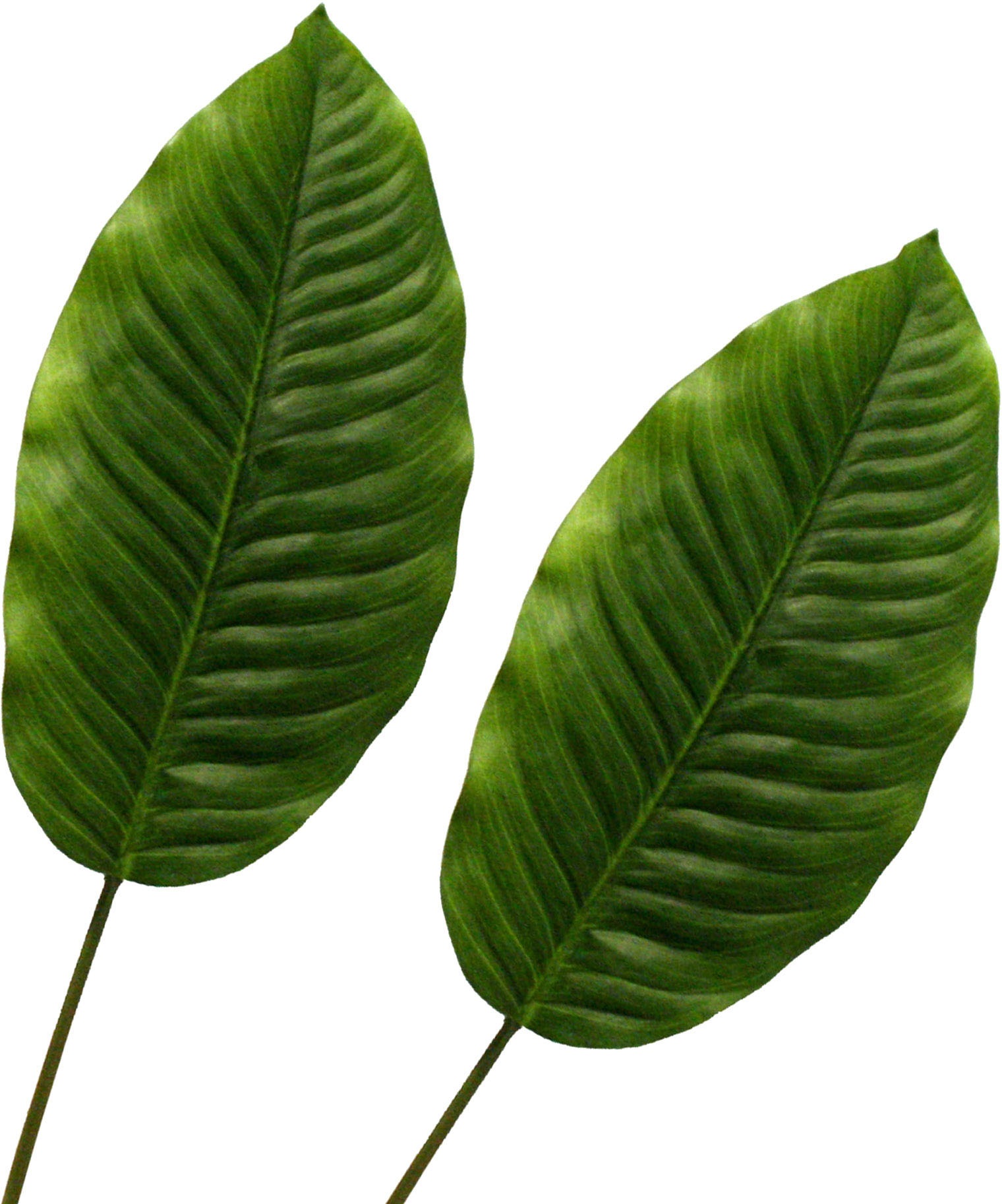 Image of Creativ green Künstliche Zimmerpflanze »Dieffenbachiablatt«, (2 St.) bei Ackermann Versand Schweiz