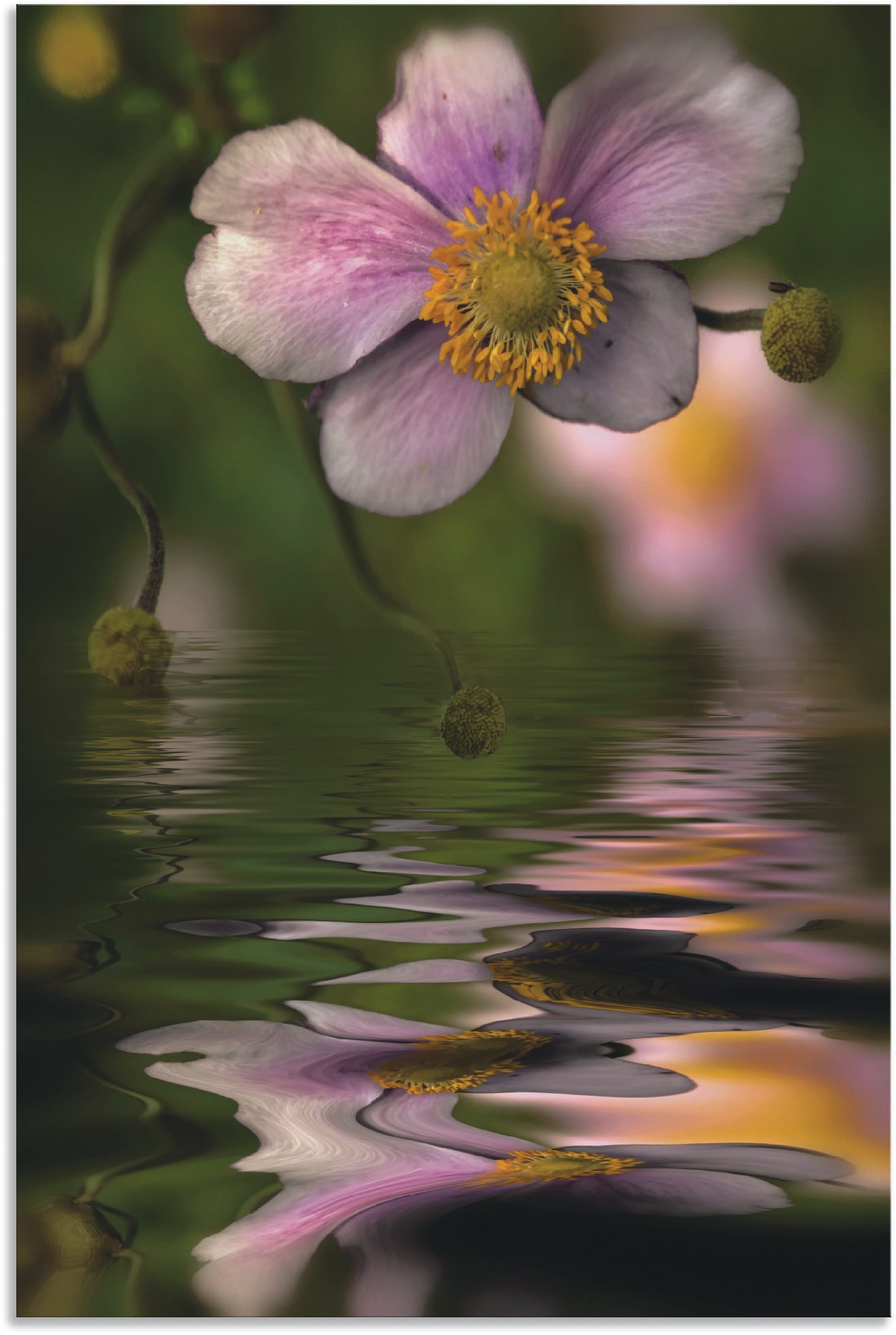 Image of Artland Wandbild »Herbstwasser - Herbstanemone«, Spa Bilder, (1 St.), in vielen Grössen & Produktarten - Alubild / Outdoorbild für den Aussenbereich, Leinwandbild, Poster, Wandaufkleber / Wandtattoo auch für Badezimmer geeignet bei Ackermann Versand Schwe