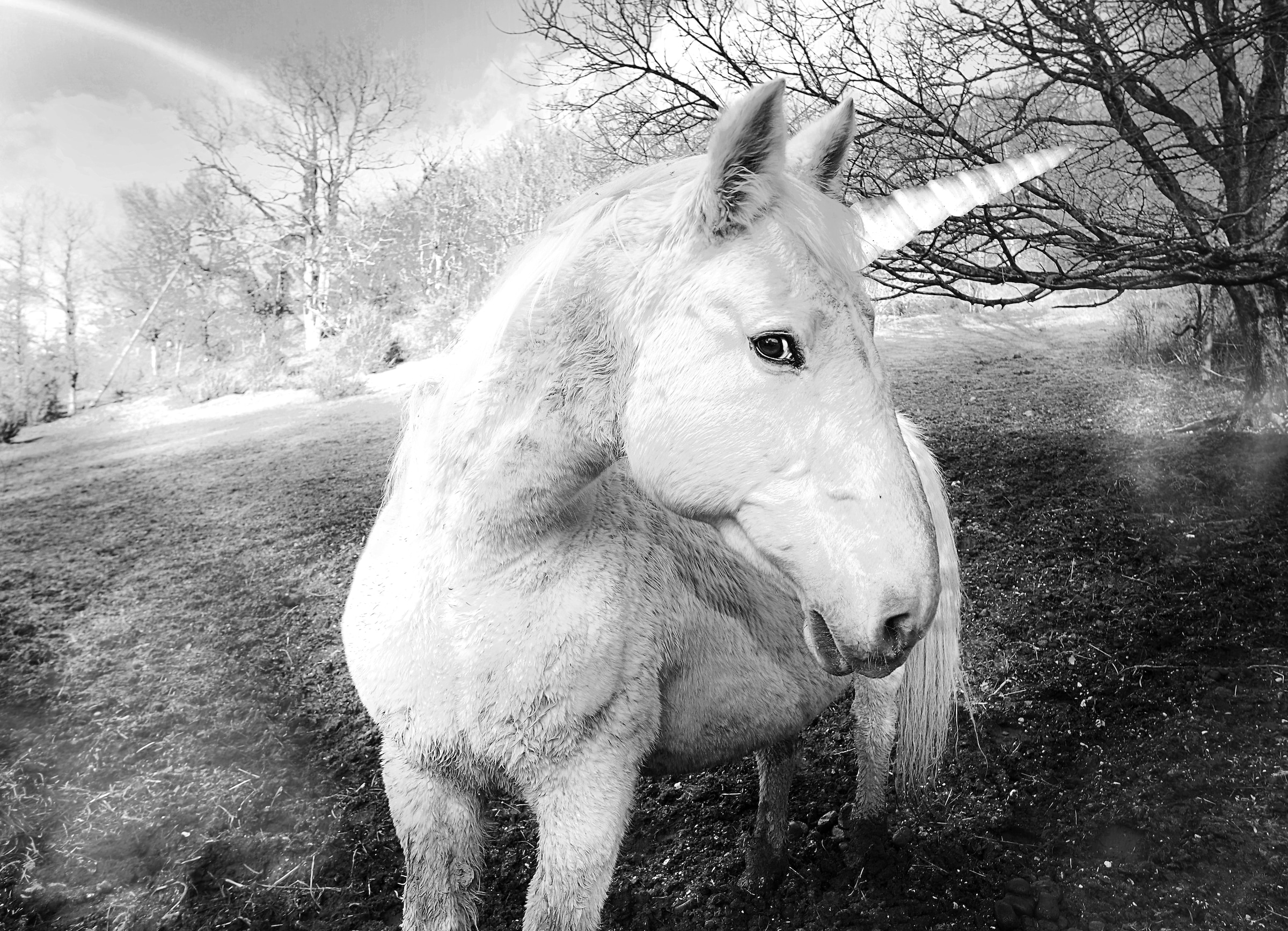 Image of Papermoon Fototapete "Einhorn Schwarz & Weiss"