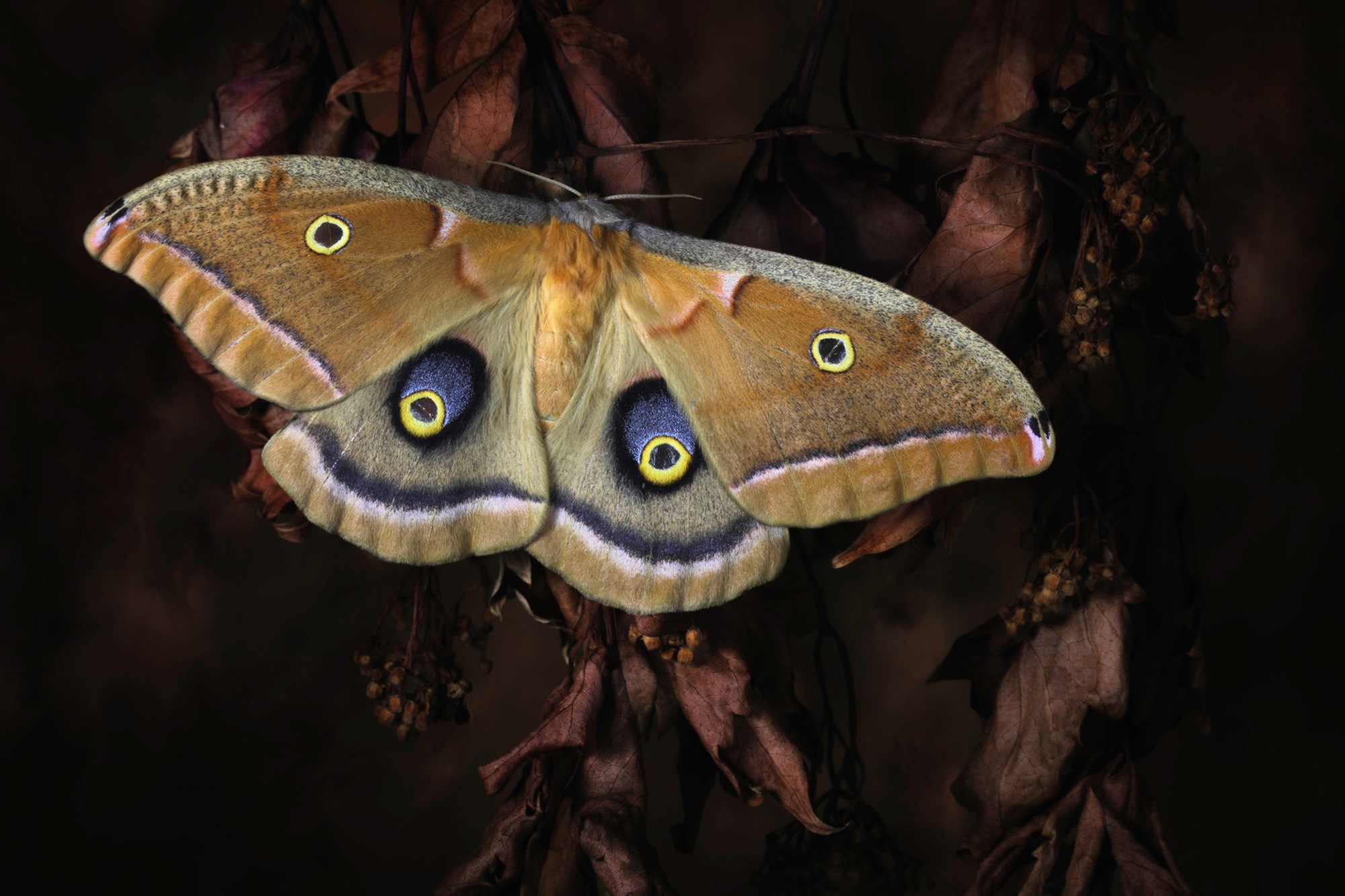 Image of Papermoon Fototapete »Photo-Art JIMMY HOFFMAN, POLYPHEMUS, SCHMETTERLING«, Vliestapete, hochwertiger Digitaldruck, inklusive Kleister bei Ackermann Versand Schweiz