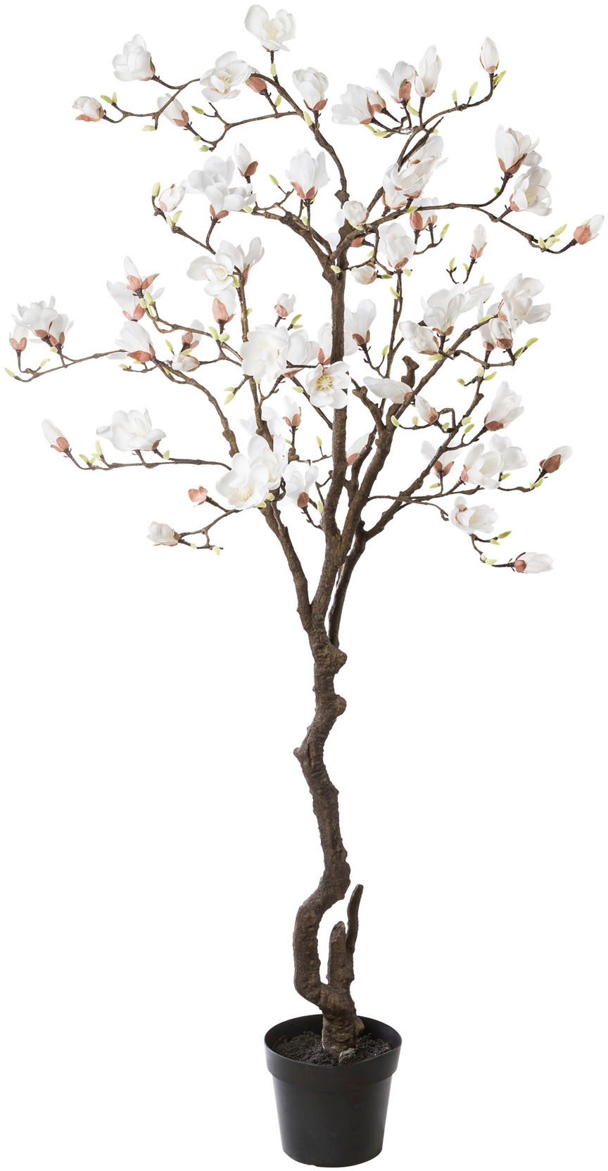 Image of Creativ green Kunstpflanze »Magnolienbaum«, (1 St.), im Kunststofftopf bei Ackermann Versand Schweiz