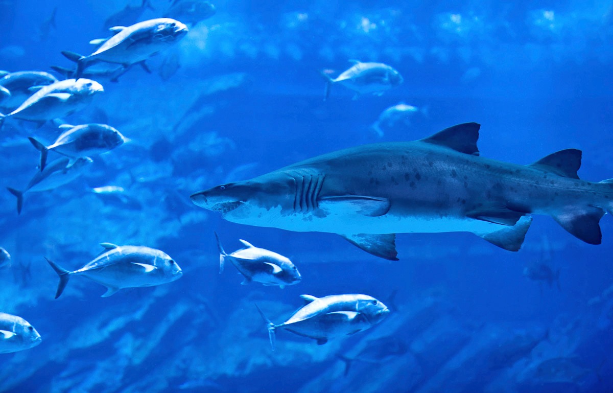 Image of Papermoon Fototapete »Hai mit Fischen«, Vliestapete, hochwertiger Digitaldruck, inklusive Kleister bei Ackermann Versand Schweiz