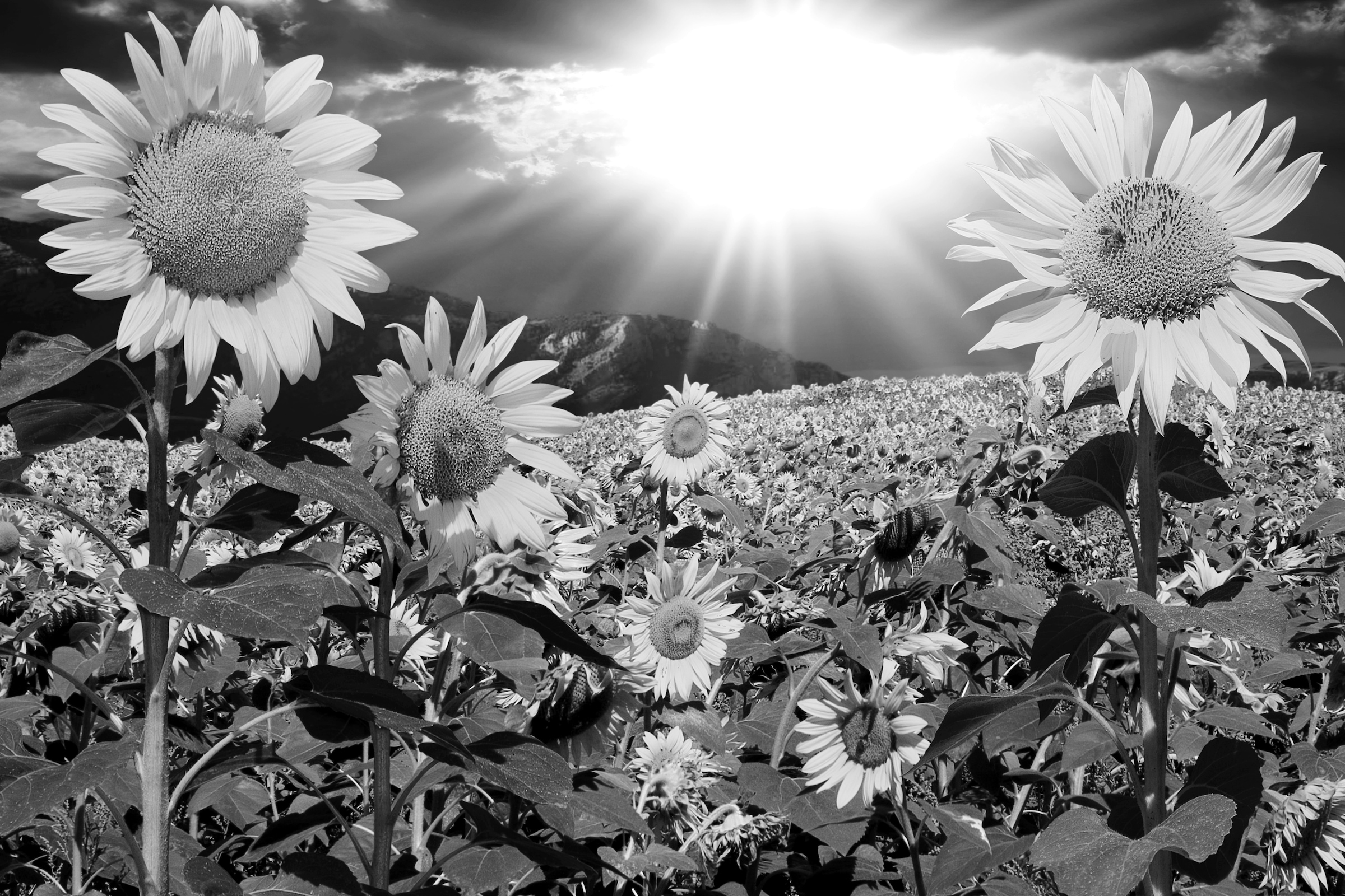Image of Papermoon Fototapete "Pusteblume Schwarz & Weiss"