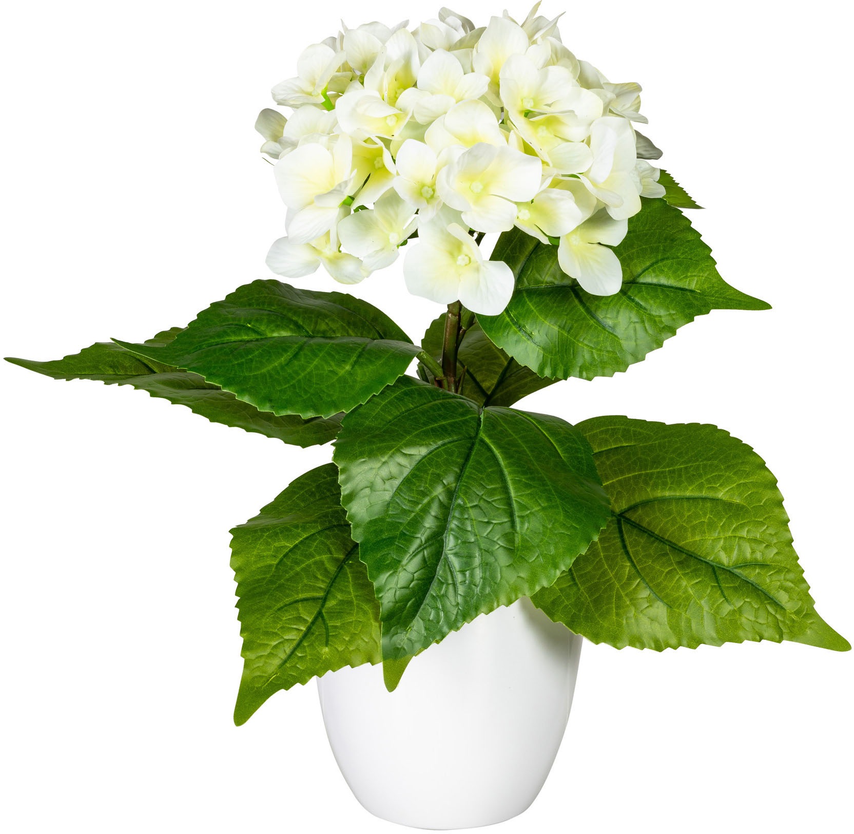 Image of my home Kunstpflanze »Leana«, (1 St.), im Topf bei Ackermann Versand Schweiz