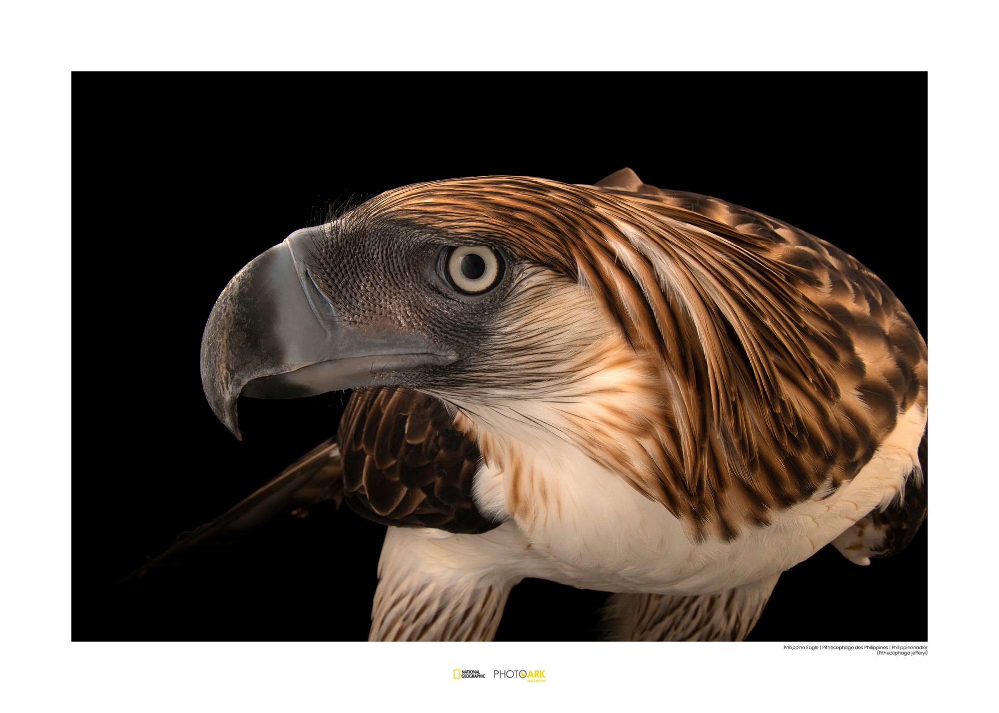 Image of Komar Poster »Philippine Eagle«, Tiere, Höhe: 30cm bei Ackermann Versand Schweiz