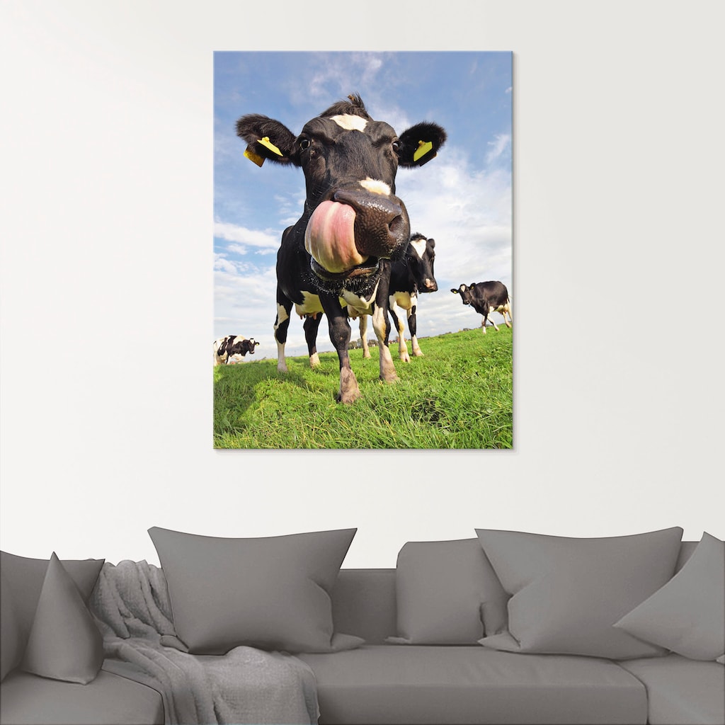 Artland Glasbild »Holstein-Kuh mit gewaltiger Zunge«, Haustiere, (1 St.), in verschiedenen Grössen