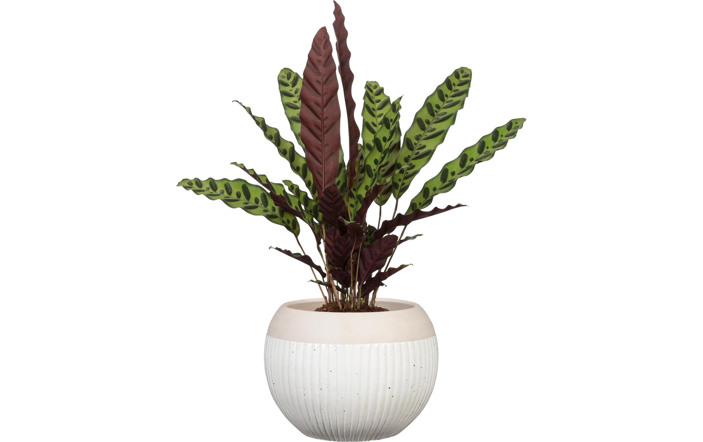Scheurich Blumentopf »Blanco 719«
