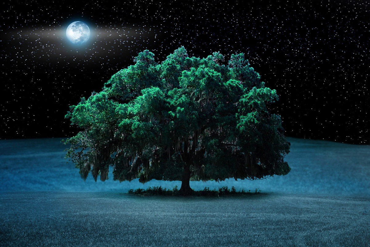 Fototapete »Baum in Landschaft bei Nacht«