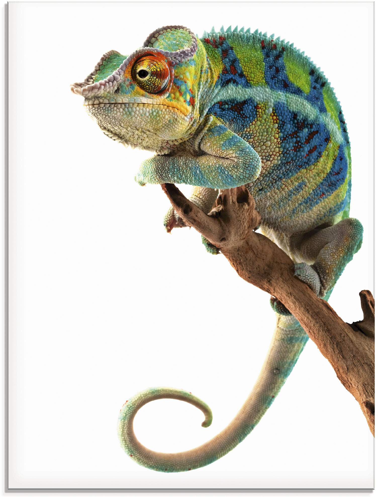 Image of Artland Glasbild »Ambanja Panther Chamäleon«, Reptilien, (1 St.) bei Ackermann Versand Schweiz