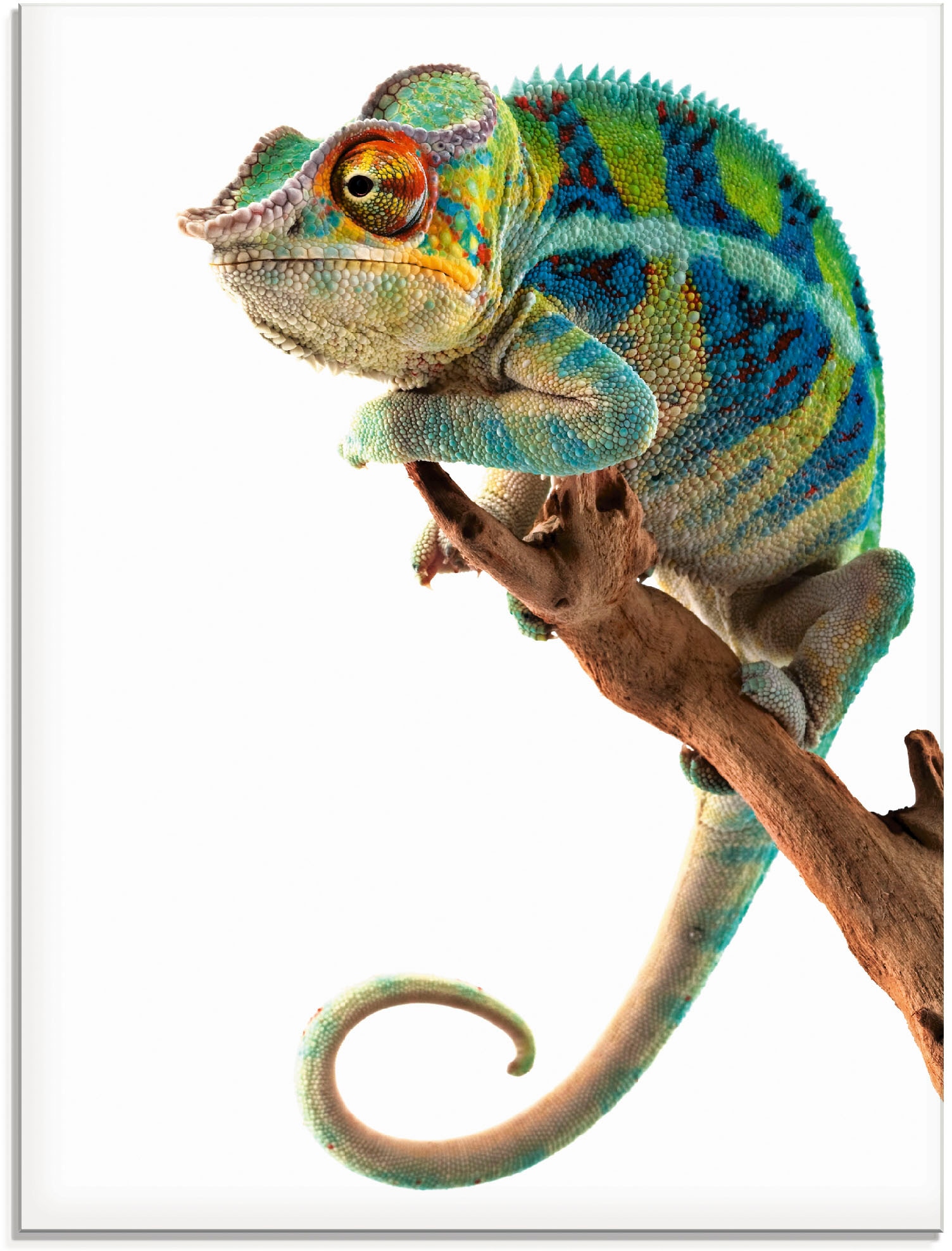 Image of Artland Glasbild "Ambanja Panther Chamäleon" Reptilien 1 Stk. tlg. in verschiedenen Grössen