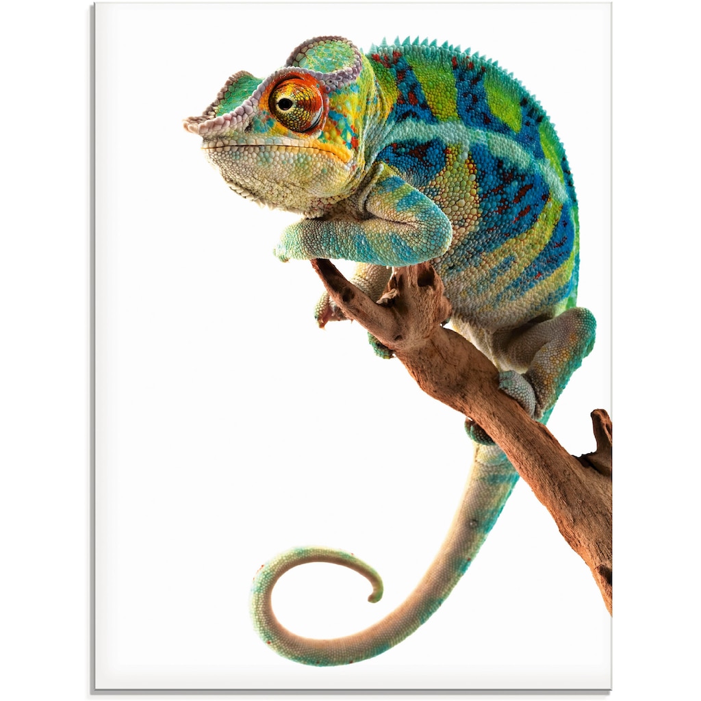 Artland Glasbild »Ambanja Panther Chamäleon«, Reptilien, (1 St.)