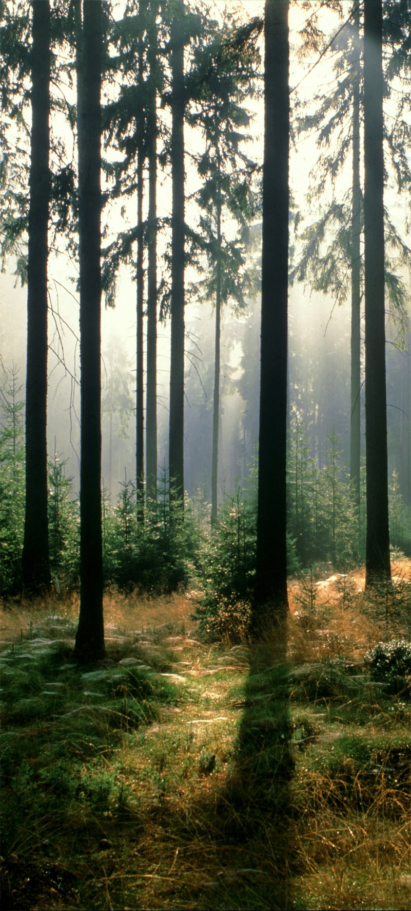 Image of Papermoon Fototapete »Forest - Türtapete«, matt, Vlies, 2 Bahnen, 90 x 200 cm bei Ackermann Versand Schweiz