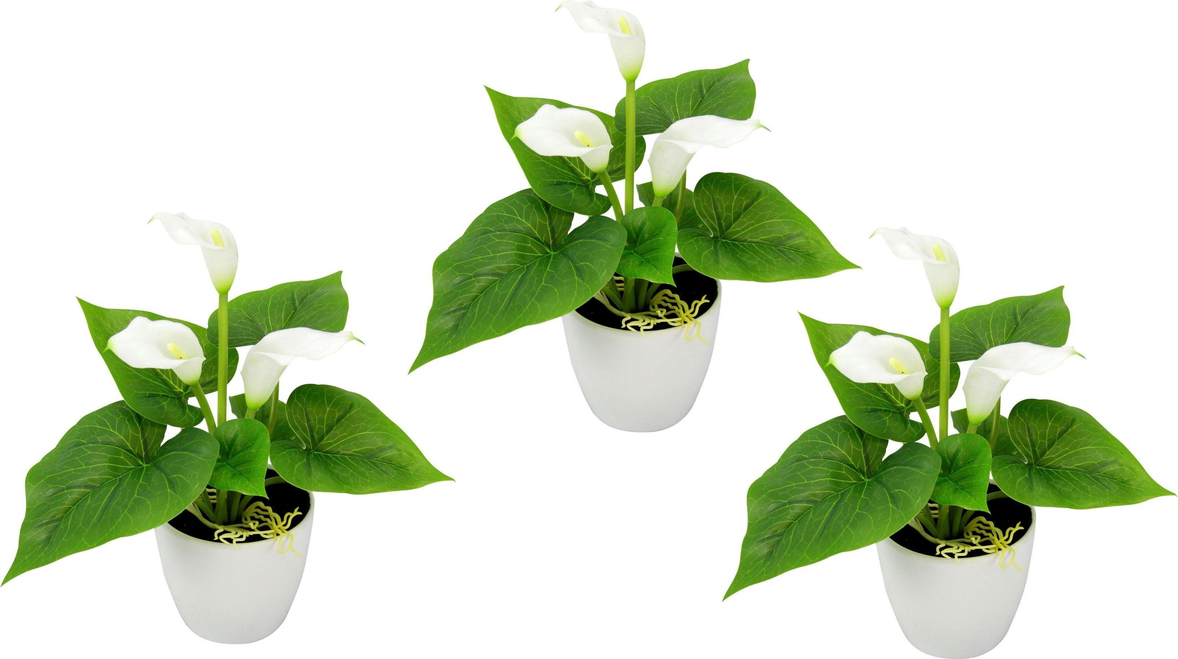 Image of I.GE.A. Kunstpflanze »Mini Calla«, (Set, 3 St.) bei Ackermann Versand Schweiz