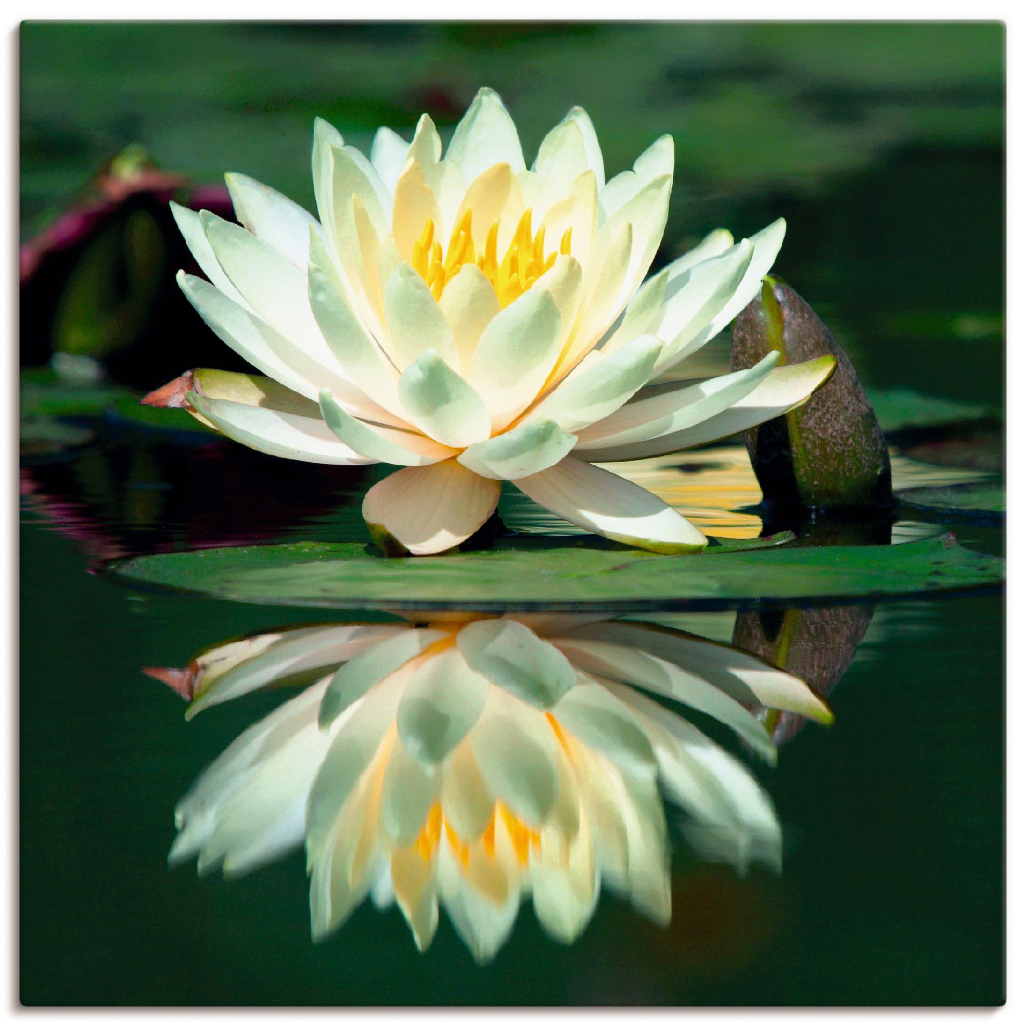 Image of Artland Wandbild »Wasserlilie mit Spiegelung«, Blumen, (1 St.), in vielen Grössen & Produktarten - Alubild / Outdoorbild für den Aussenbereich, Leinwandbild, Poster, Wandaufkleber / Wandtattoo auch für Badezimmer geeignet bei Ackermann Versand Schweiz