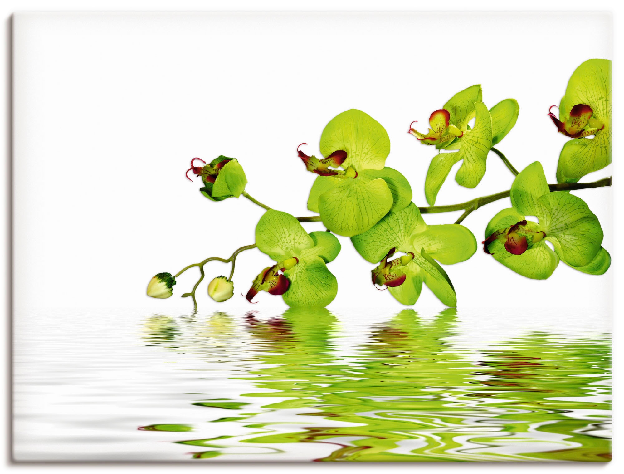 Orchidee Blumen, Alubild, Leinwandbild, mit kaufen Artland in Grössen »Schöne versch. Hintergrund«, Poster Wandbild (1 oder Wandaufkleber St.), grünem als