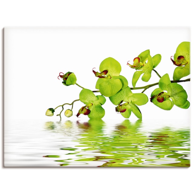 Artland Wandbild »Schöne Orchidee mit grünem Hintergrund«, Blumen, (1 St.),  als Alubild, Leinwandbild, Wandaufkleber oder Poster in versch. Grössen  kaufen