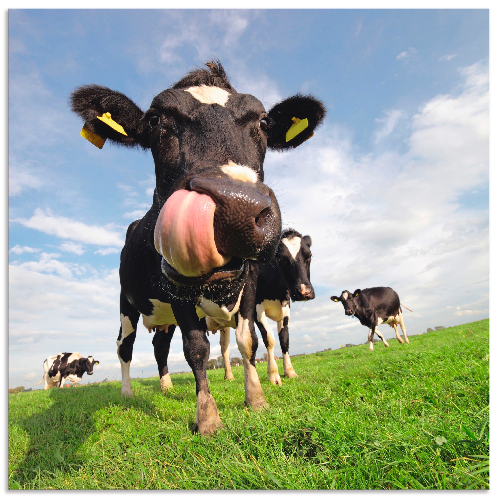 Image of Artland Alu-Dibond-Druck "Holstein-Kuh mit gewaltiger Zunge" Haustiere 1 Stk. tlg. für Innen- und Aussenbereich geeignet, Outdoorbild