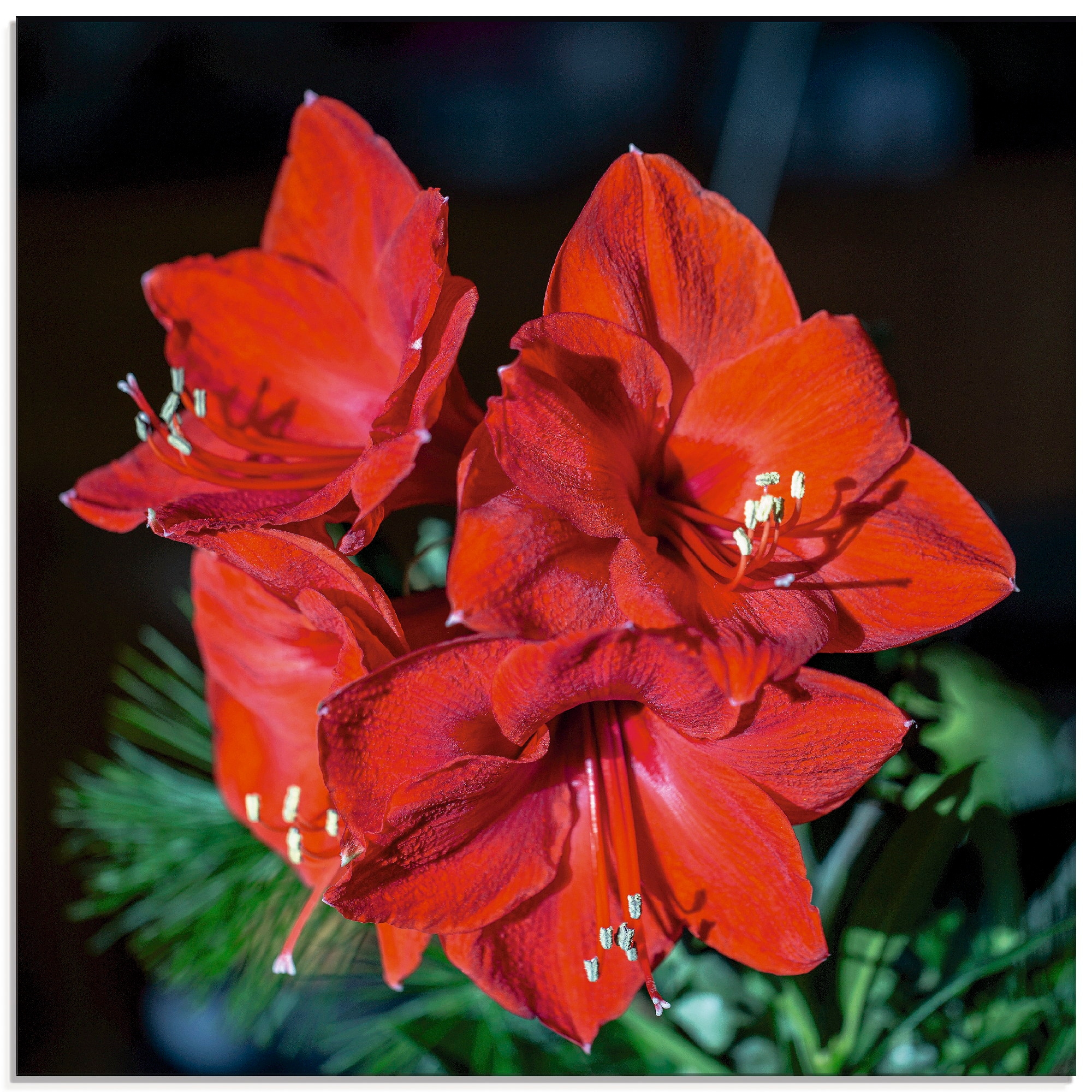 Image of Artland Glasbild »rote Amaryllis«, Blumen, (1 St.) bei Ackermann Versand Schweiz