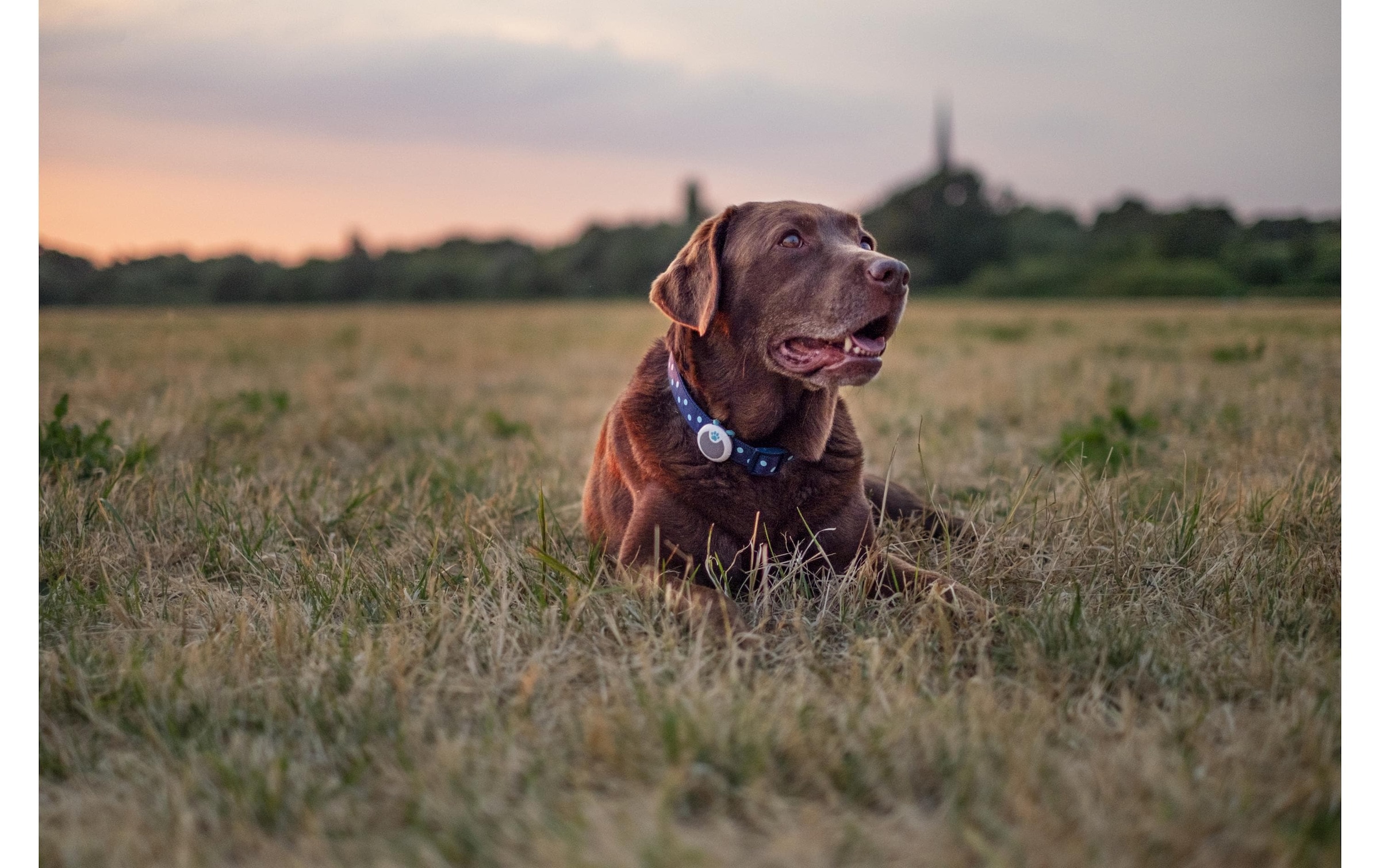Sure Petcare  Activity Tracker »Animo«
