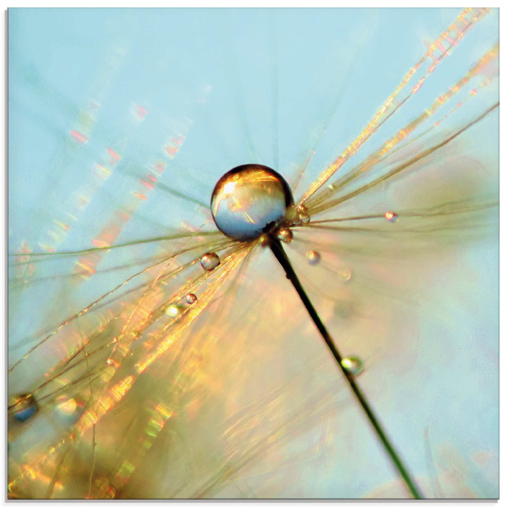Image of Artland Glasbild "Pusteblume Tautropfen II" Blumen 1 Stk. tlg. in verschiedenen Grössen