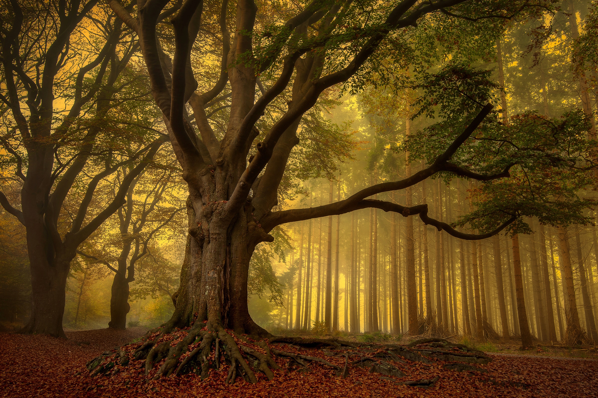 Image of Papermoon Fototapete "Photo-Art PIET HAAKSMA, ALTER BAUM"