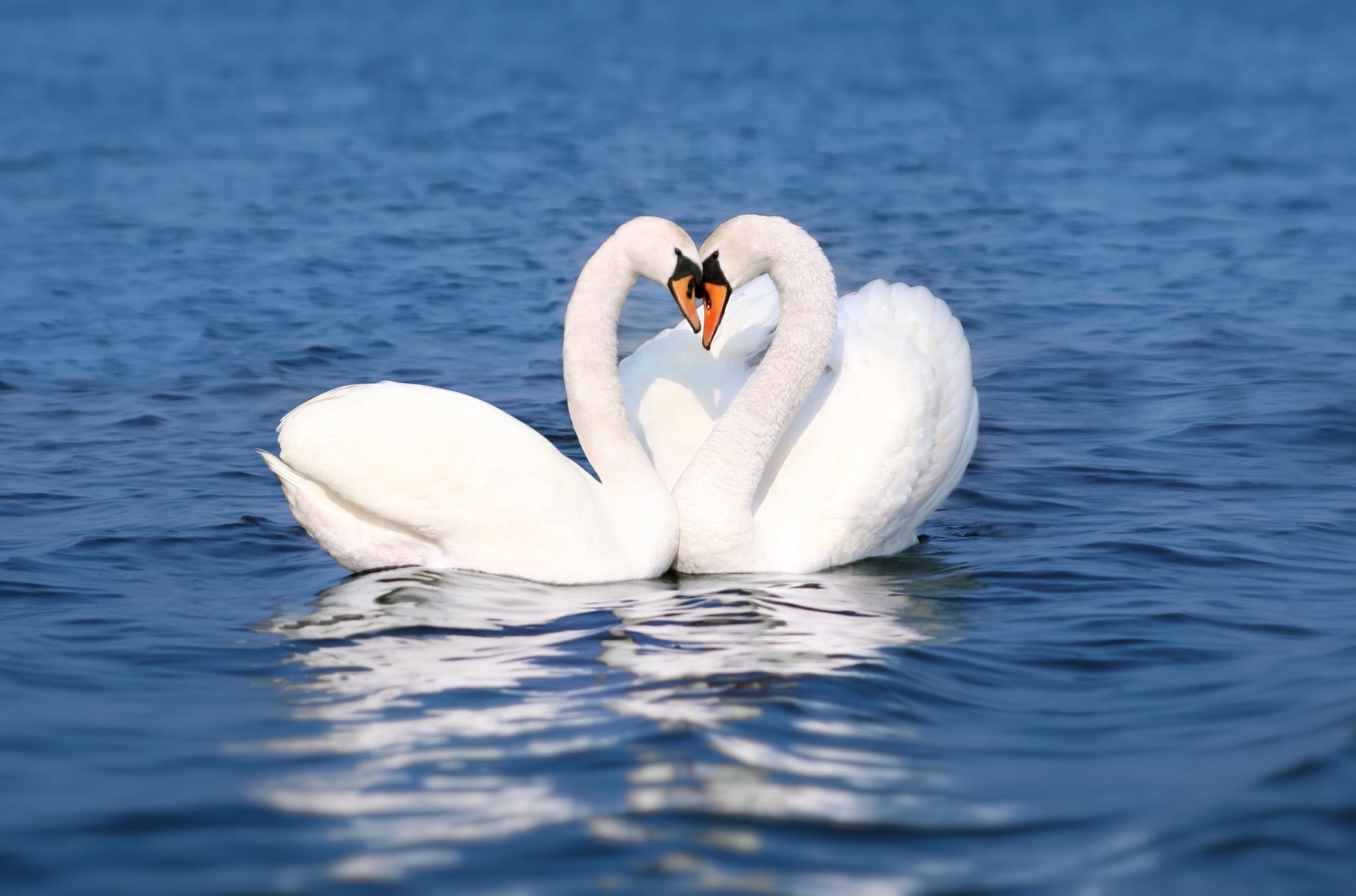 Image of Papermoon Fototapete "Swan Love Couple" glatt