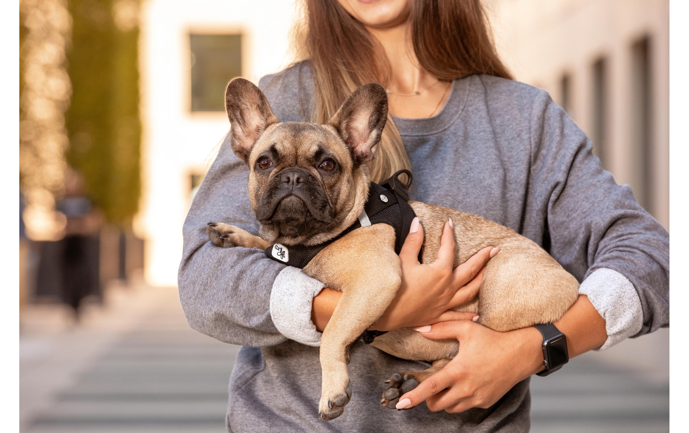Curli Hunde-Geschirr »Vest Air-Mesh XL«, Polyester, Hunderasse: French Bulldog