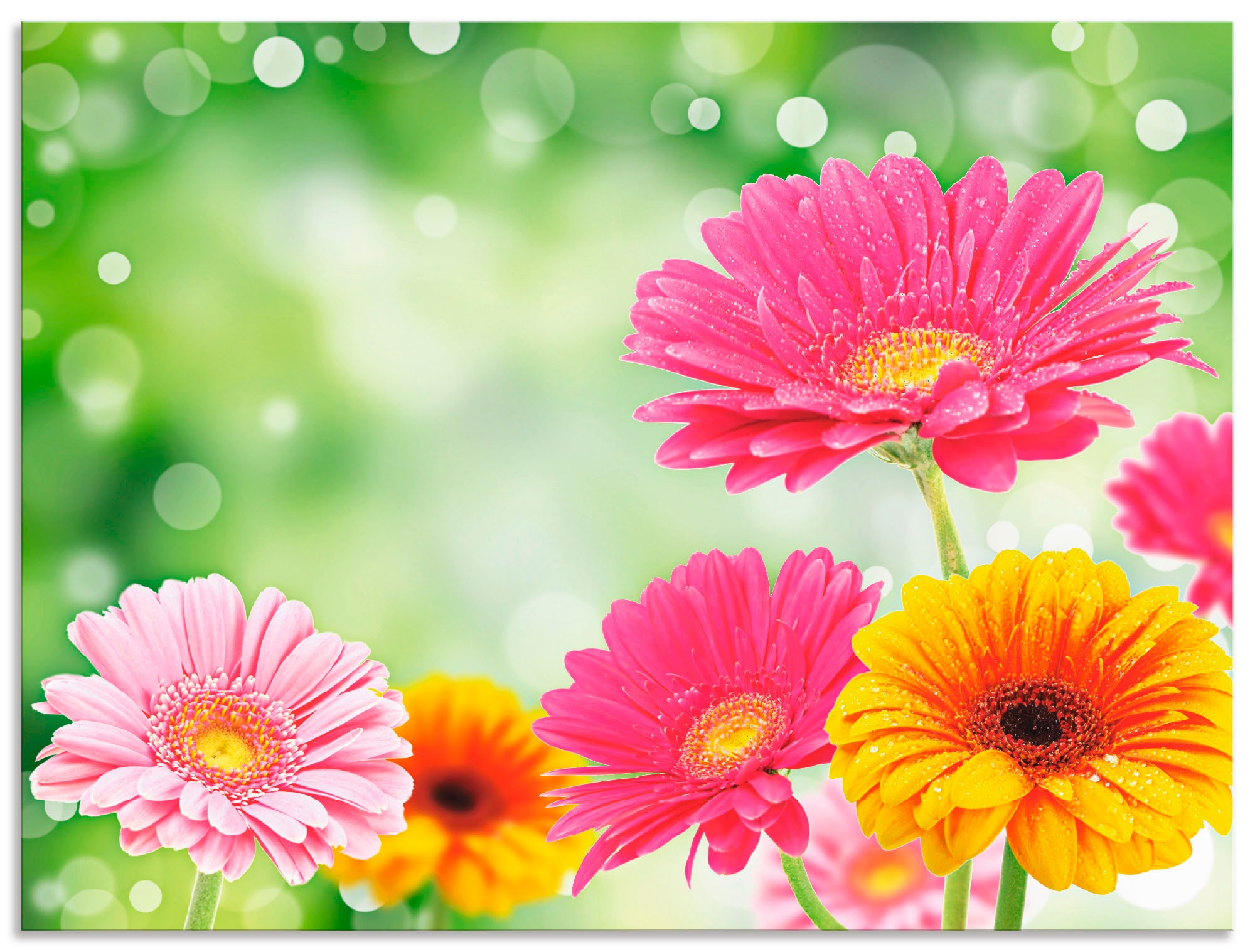 Image of Artland Wandbild »Natürliche Romantik - Gerberas«, Blumen, (1 St.), in vielen Grössen & Produktarten - Alubild / Outdoorbild für den Aussenbereich, Leinwandbild, Poster, Wandaufkleber / Wandtattoo auch für Badezimmer geeignet bei Ackermann Versand Schweiz