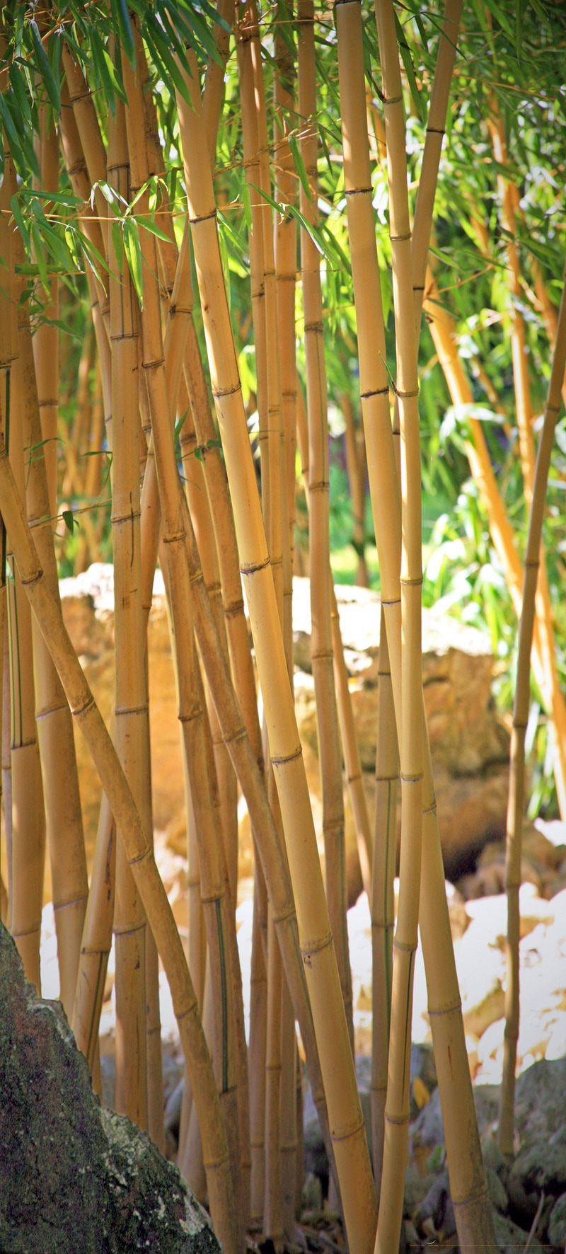 Image of Papermoon Fototapete "Bamboo - Türtapete" matt
