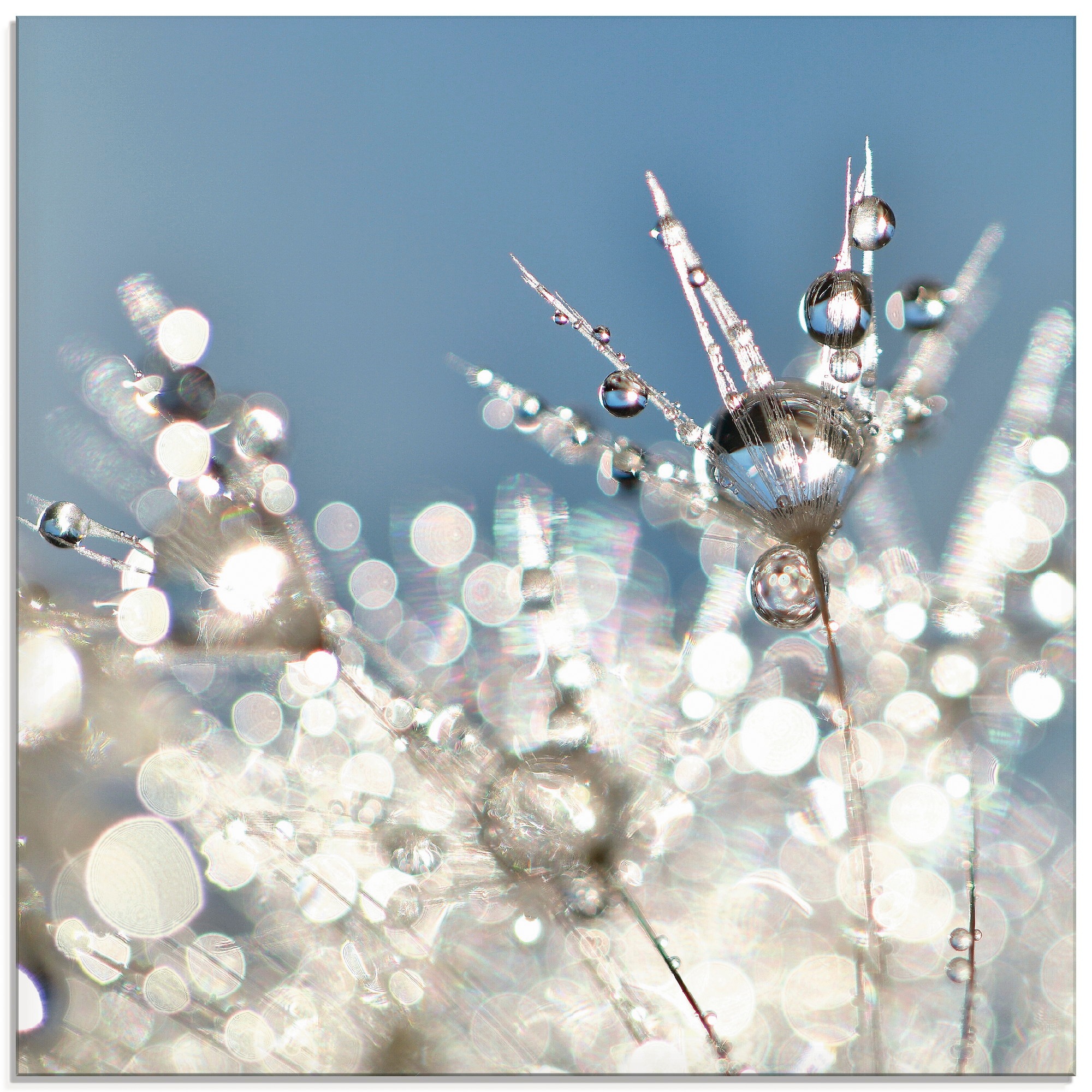 Image of Artland Glasbild "Pusteblume Tropfen abstrakt" Blumen 1 Stk. tlg. in verschiedenen Grössen