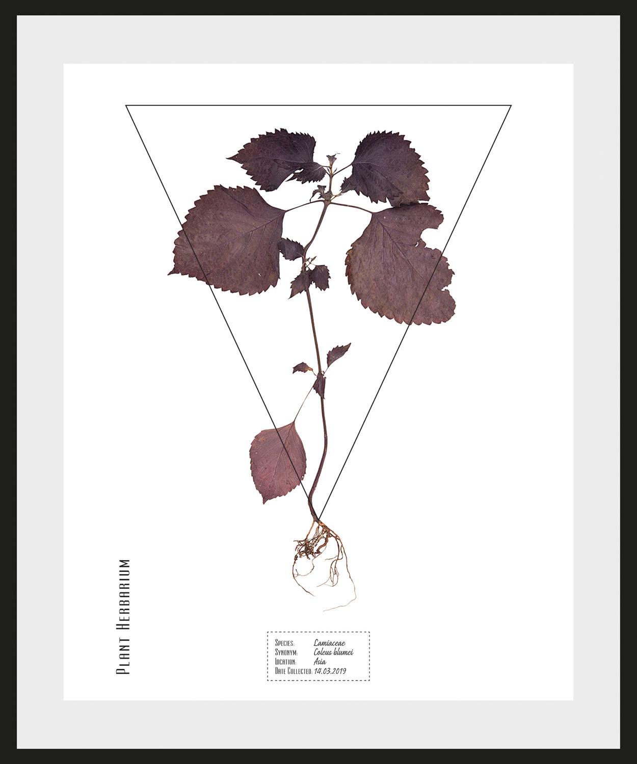 Image of queence Bild »Lamiaceae«, (1 St.) bei Ackermann Versand Schweiz