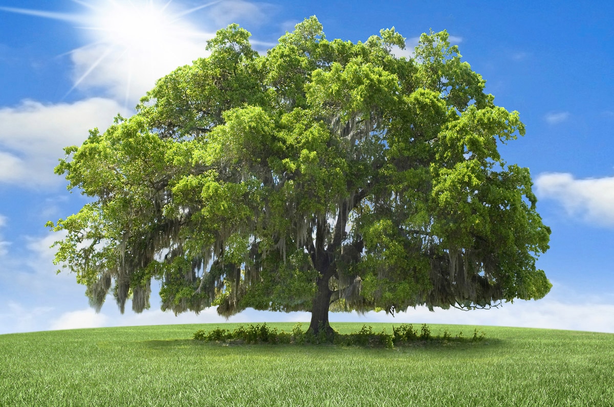 Image of Papermoon Fototapete "baum in landschaft"