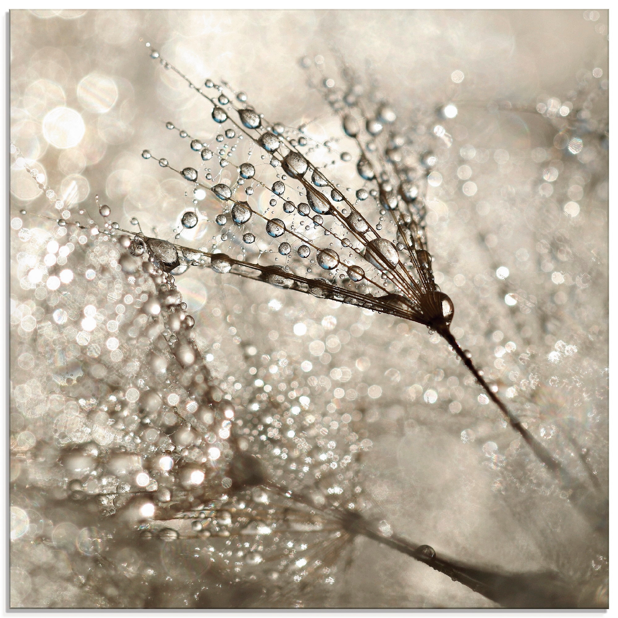 Image of Artland Glasbild "Pusteblume Tautropfen I" Blumen 1 Stk. tlg. in verschiedenen Grössen