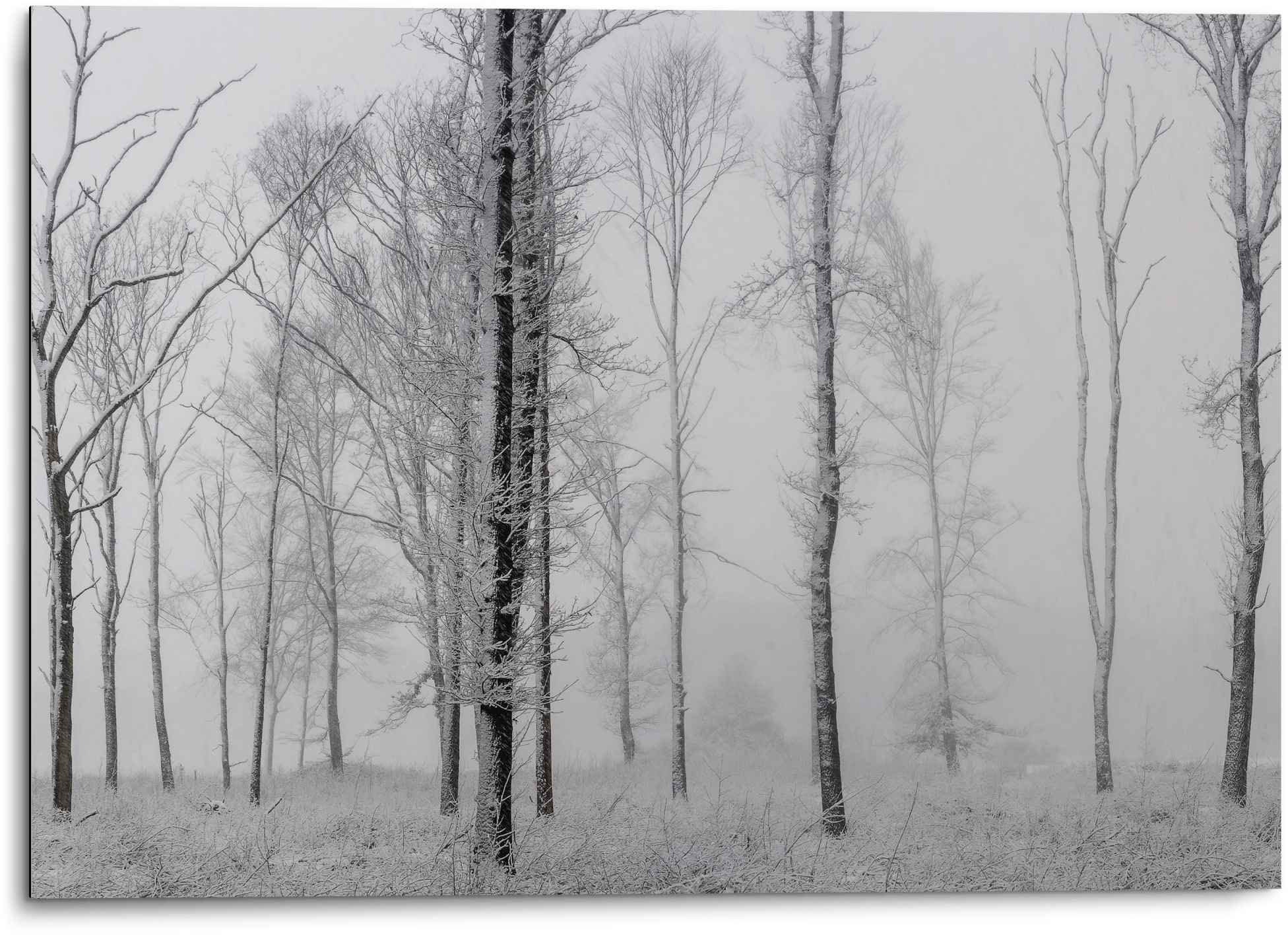 Image of Reinders Wandbild "Aluminium Wandbild Still Natur - Schwarz-Weiss - Wald - Bäume" Stillleben 1 Stk. tlg.