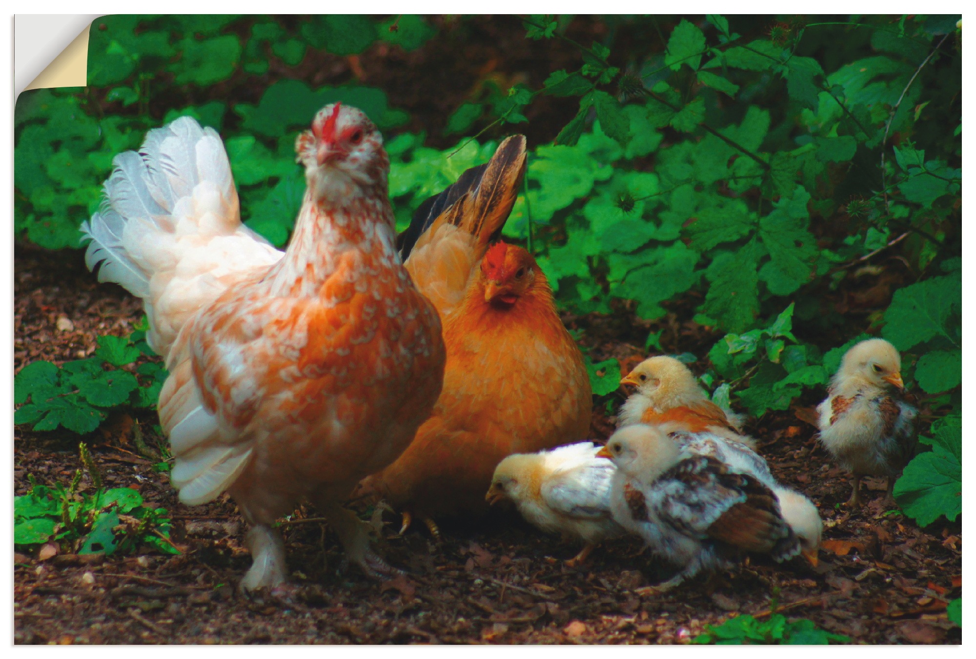 Image of Artland Wandbild »Kunterbunte Hühnerschar«, Haustiere, (1 St.), in vielen Grössen & Produktarten - Alubild / Outdoorbild für den Aussenbereich, Leinwandbild, Poster, Wandaufkleber / Wandtattoo auch für Badezimmer geeignet bei Ackermann Versand Schweiz