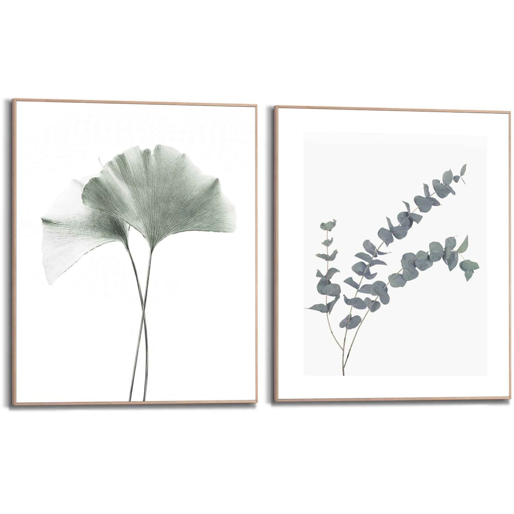 Reinders! Bild mit Rahmen »Eukalyptus blatt Pflanze«, Blätter, (2 St.)